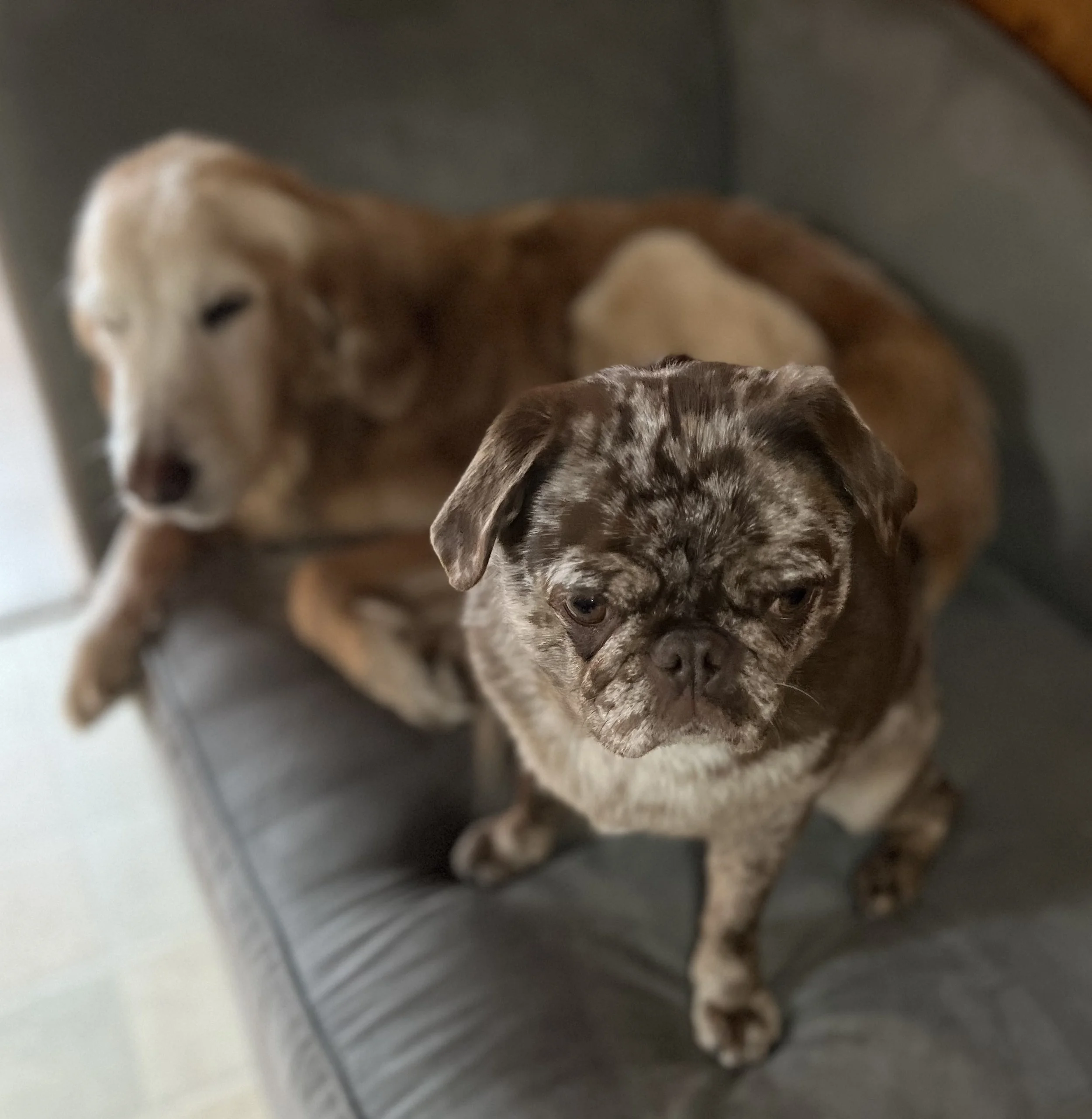 Two dogs sitting on a gray sofa, one is a light brown and white older dog in the background, and the other is a small gray and brown pug in the foreground.