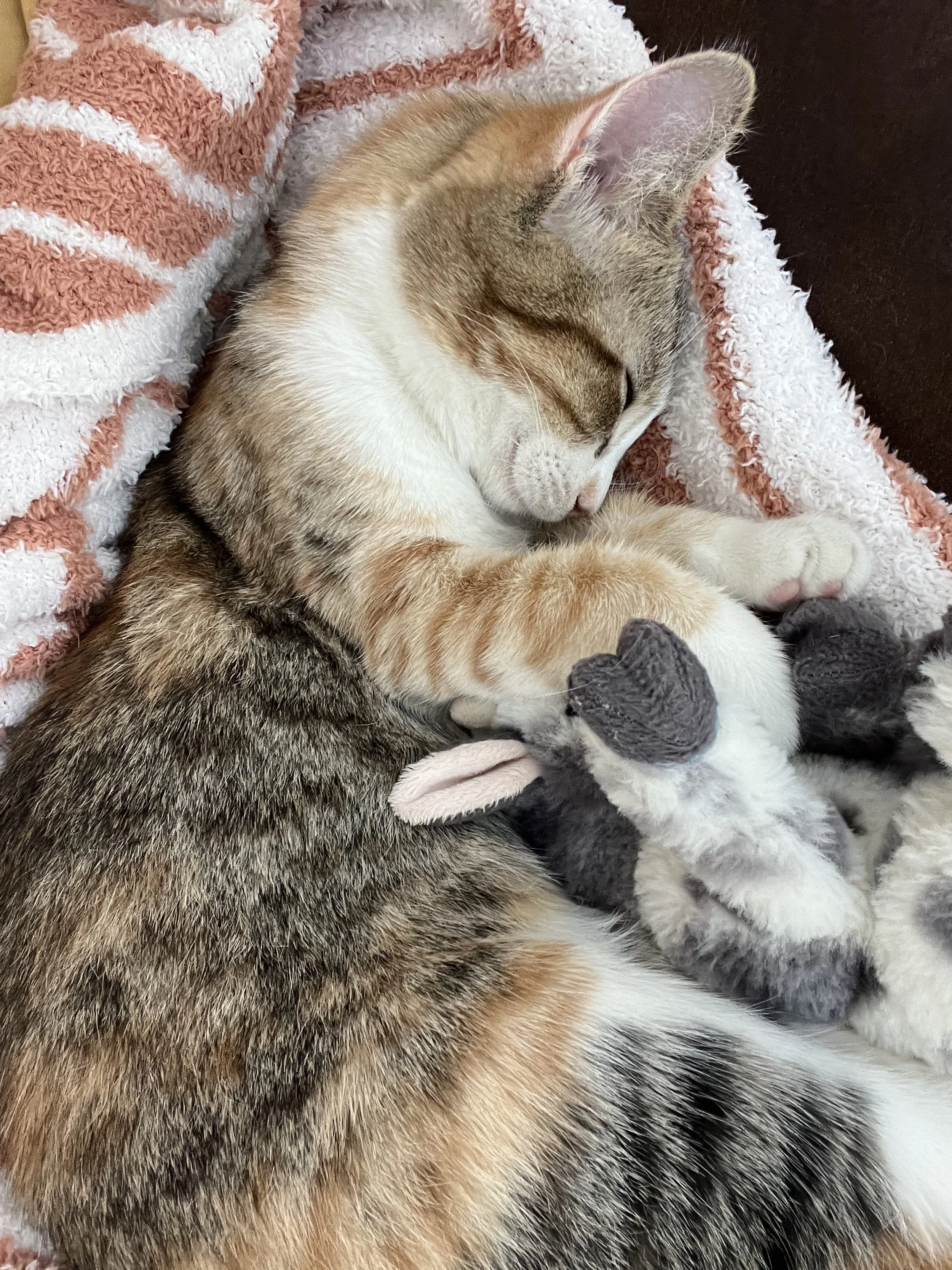 A tabby cat sleeping on a fuzzy blanket with a plush toy.