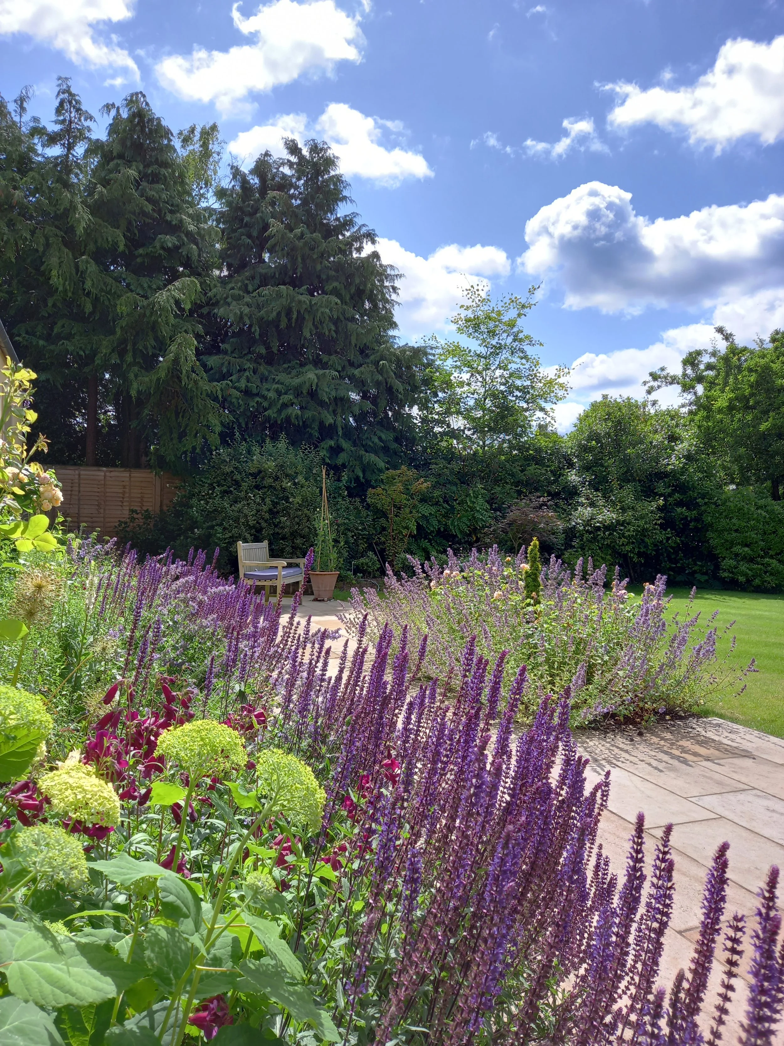 Sunny border with Salvia 'Caradonna', Hydrangea 'Annabelle' and Penstemon 'Ravenwing'