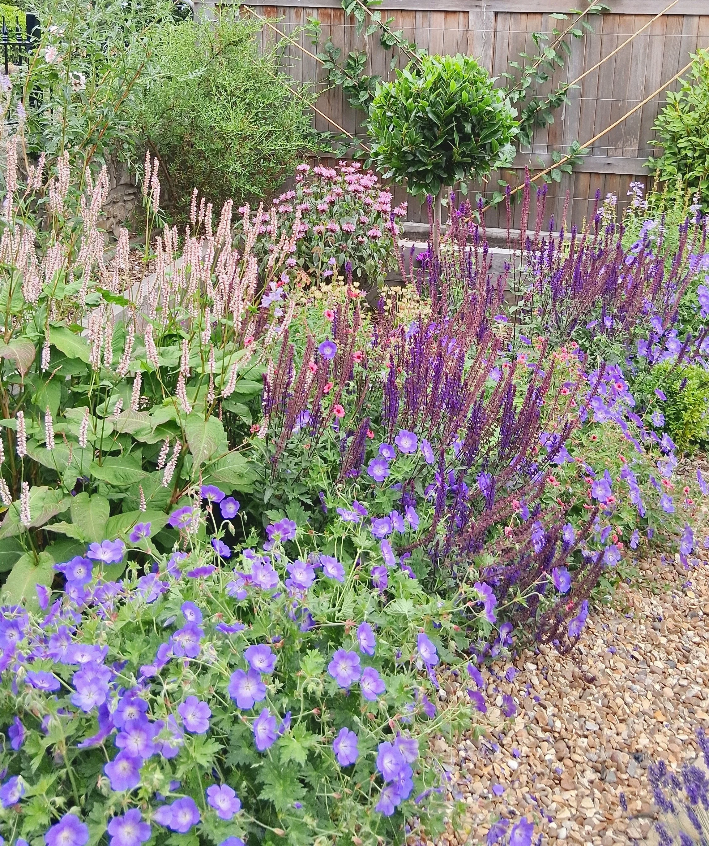 Beautiful planting, Edinburgh garden
