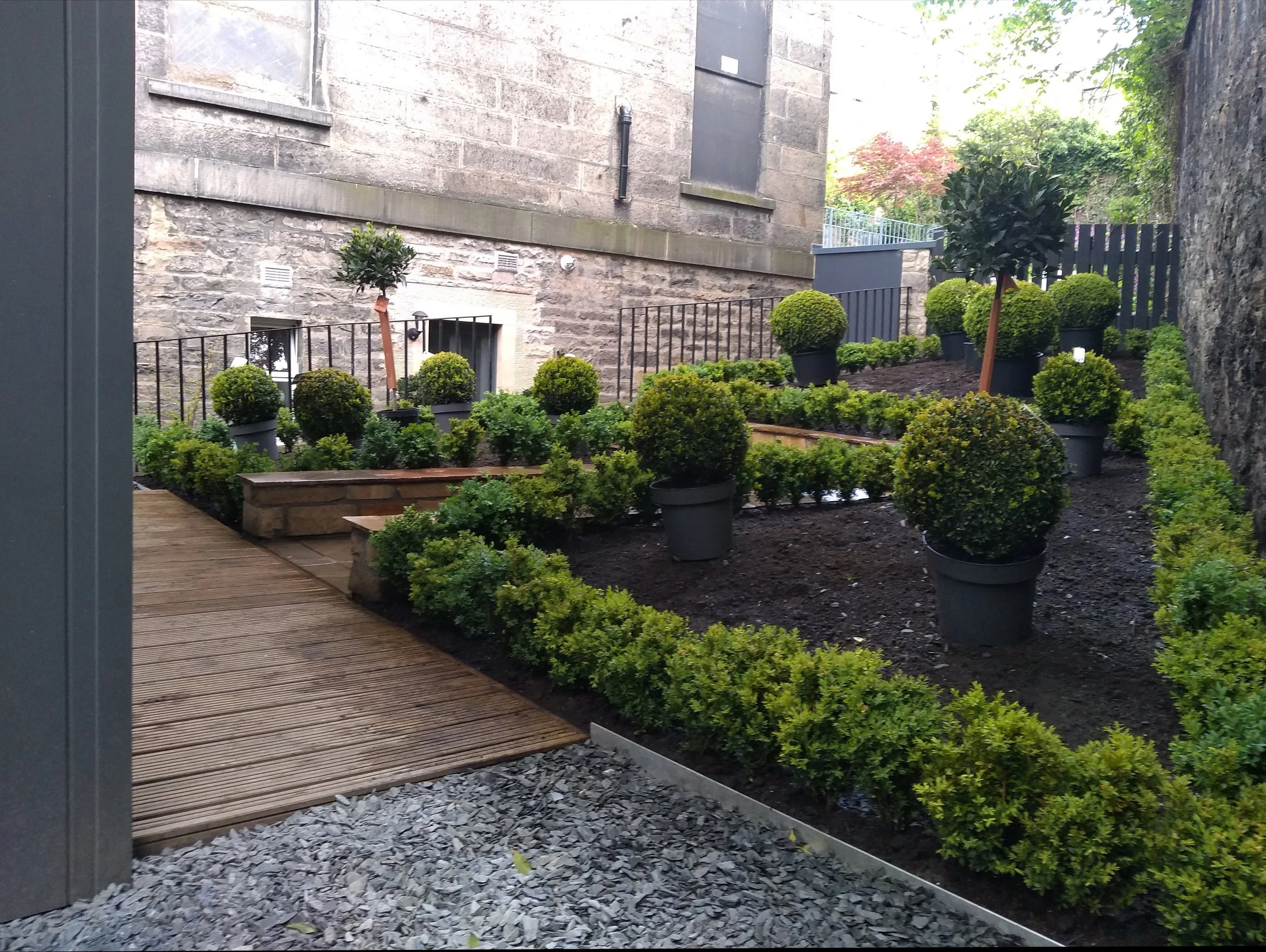 A parterre garden being planted.