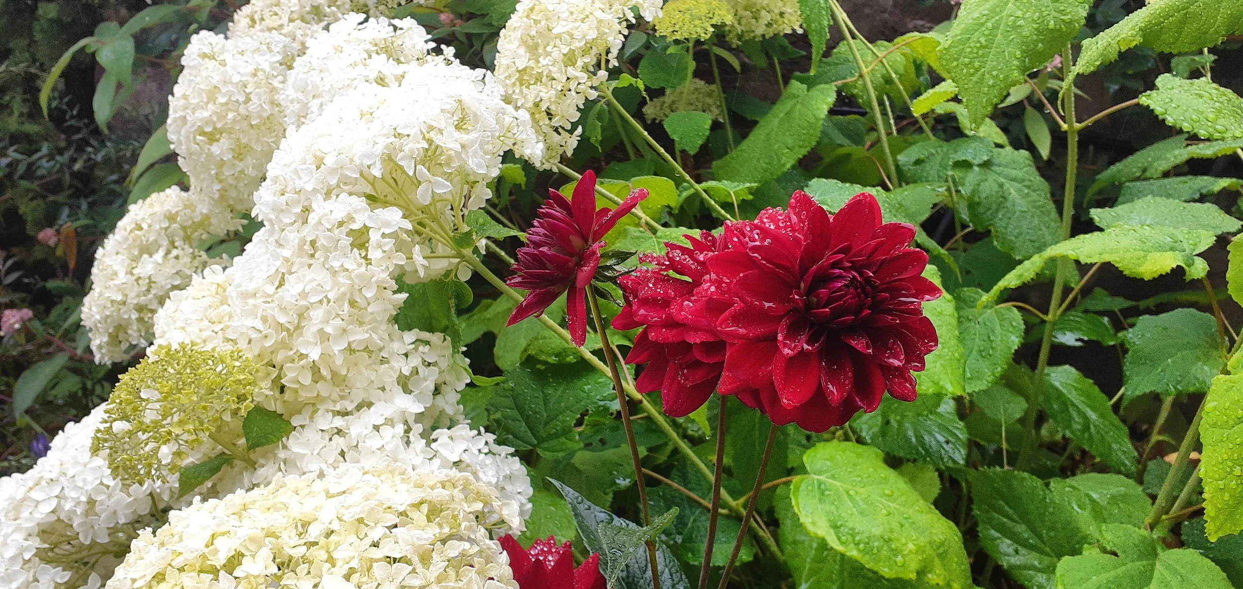 Dahlias and Hydrangeas growing together in a garden.