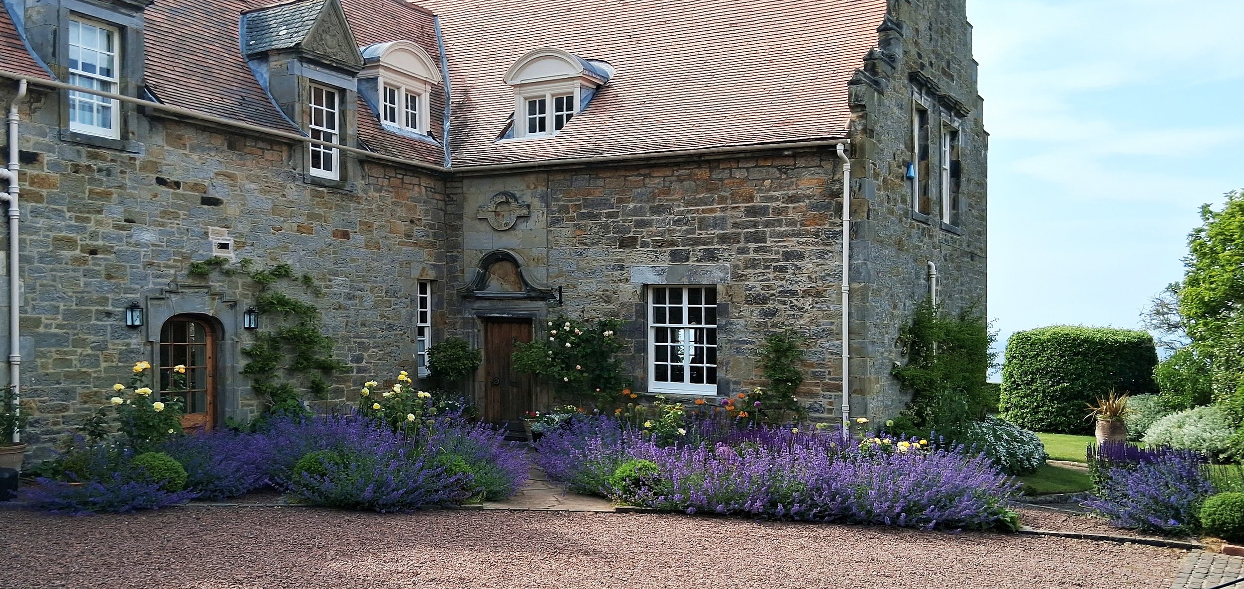 Yellow Roses amongst Catnip in front of a historic home.