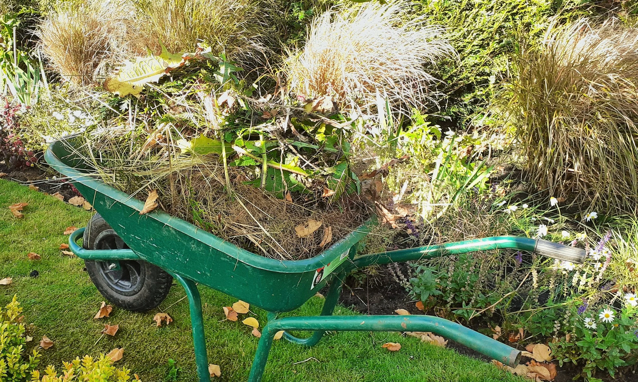 Wheelbarrow full of garden waste