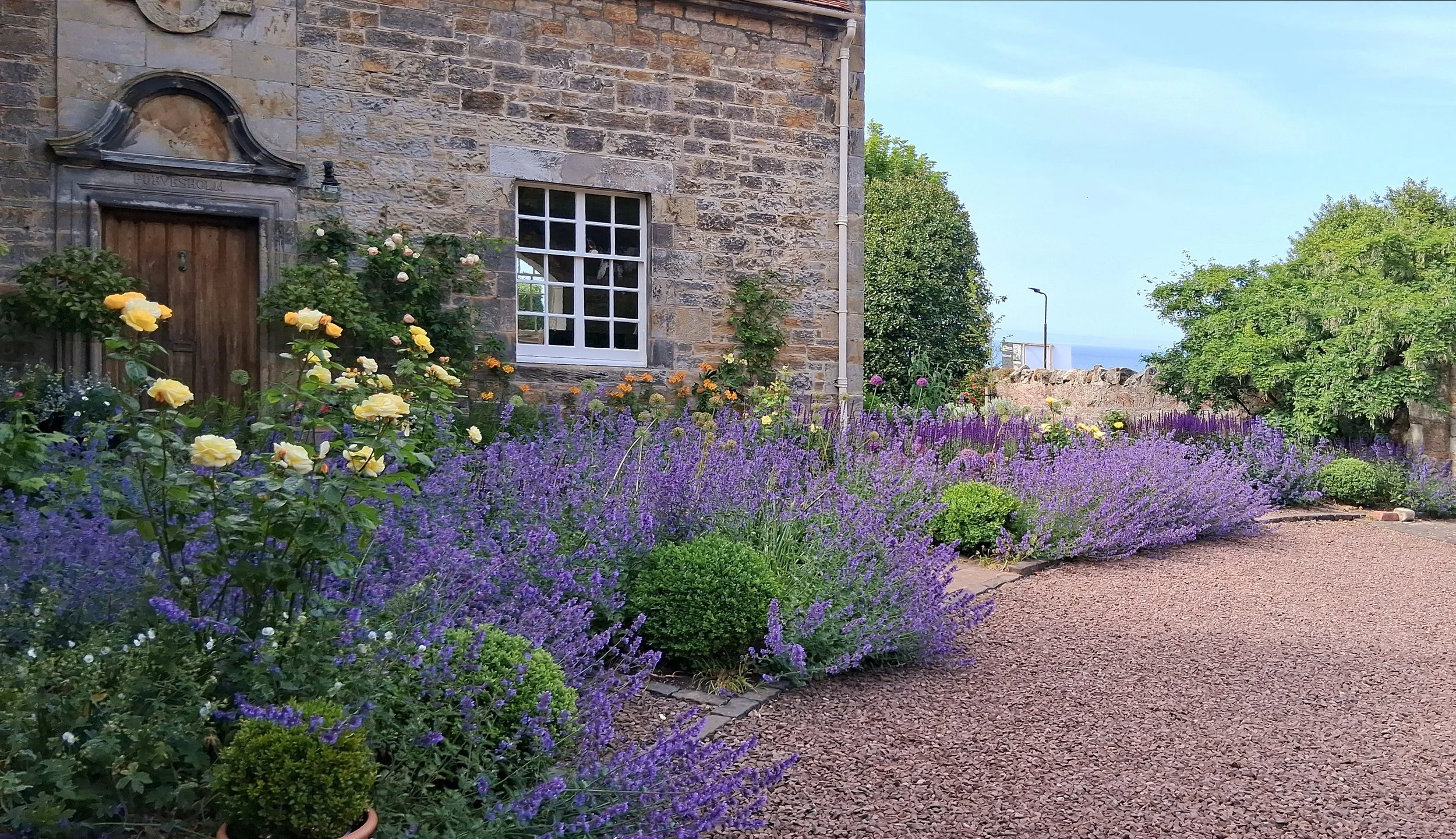 Purple and yellow planting beds with box spheres.