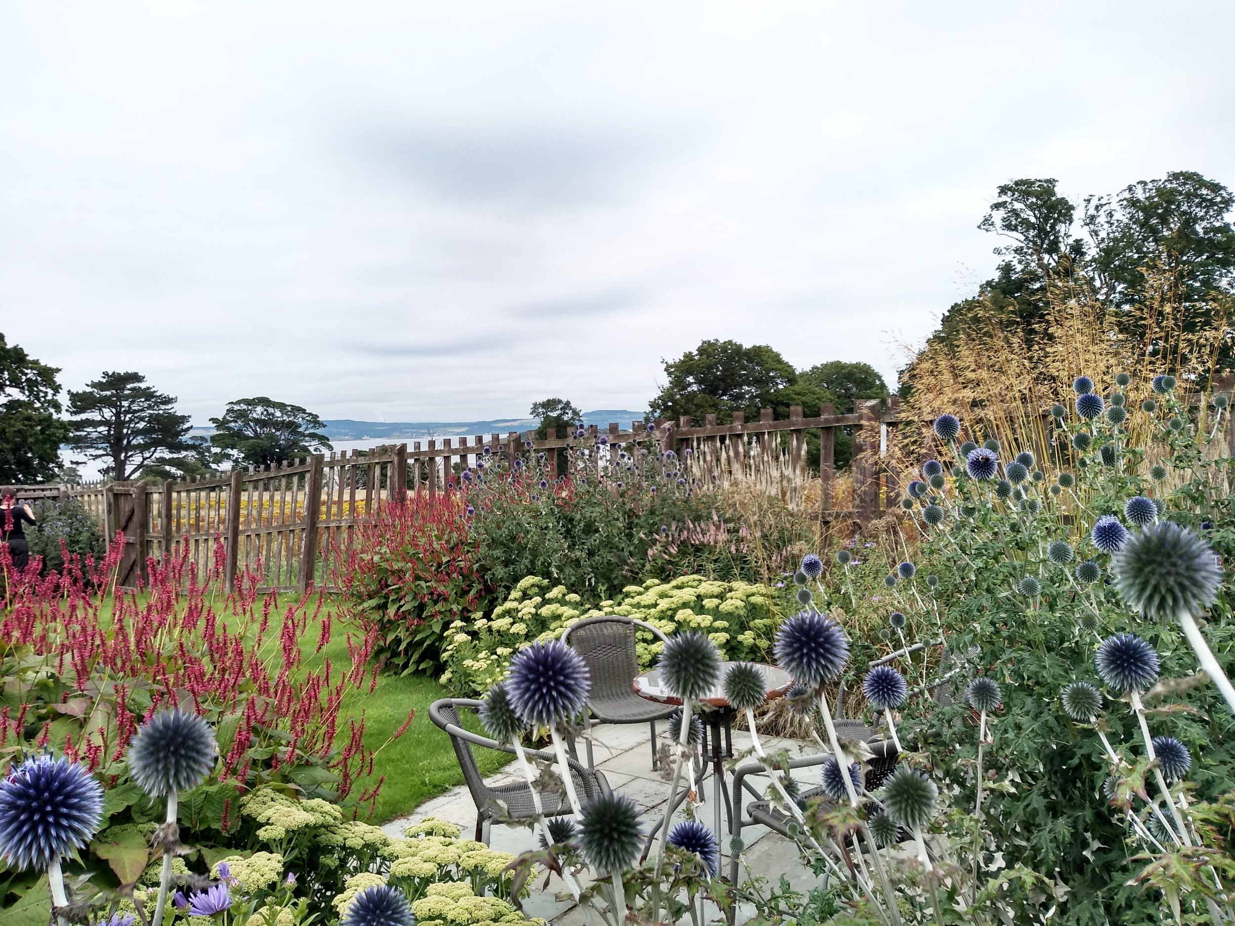 A close up of Echinops 'Veitch's Blue', with other perennials around it.