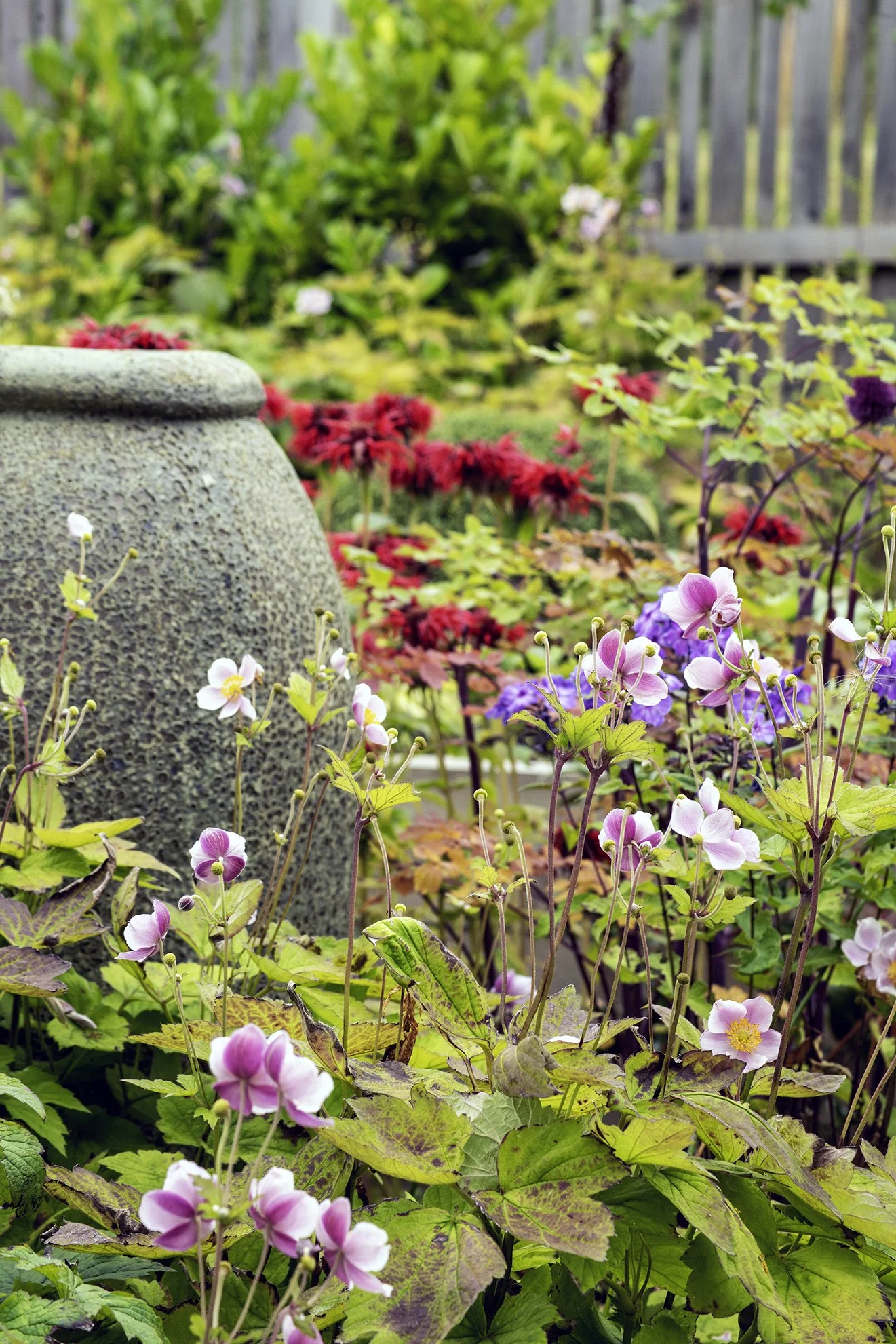 Japanese anemones, with Monarda and phlox beside an ornamental Urn
