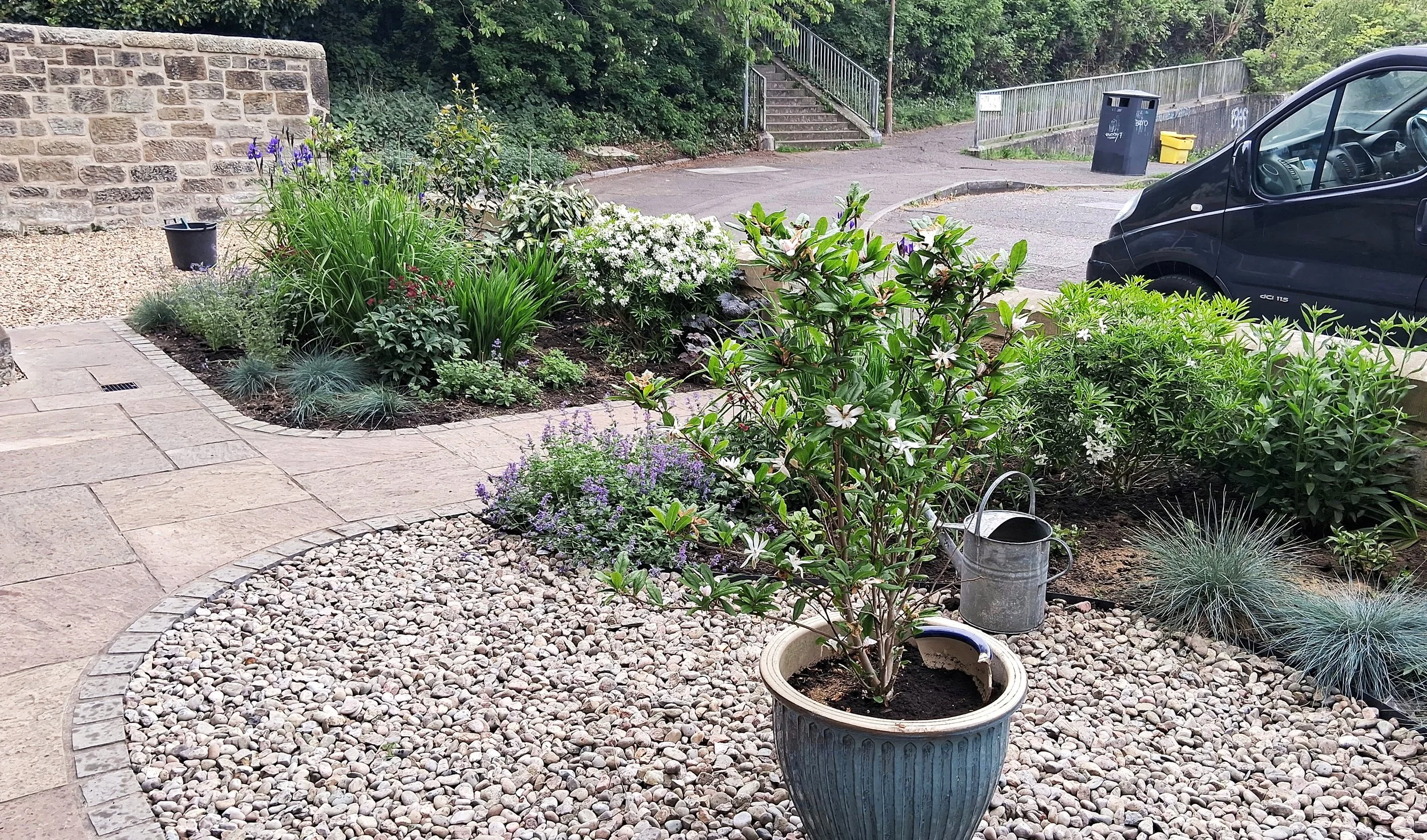 A Magnolia stellata in a small pot on cream gravel surrounded by curved planting beds.