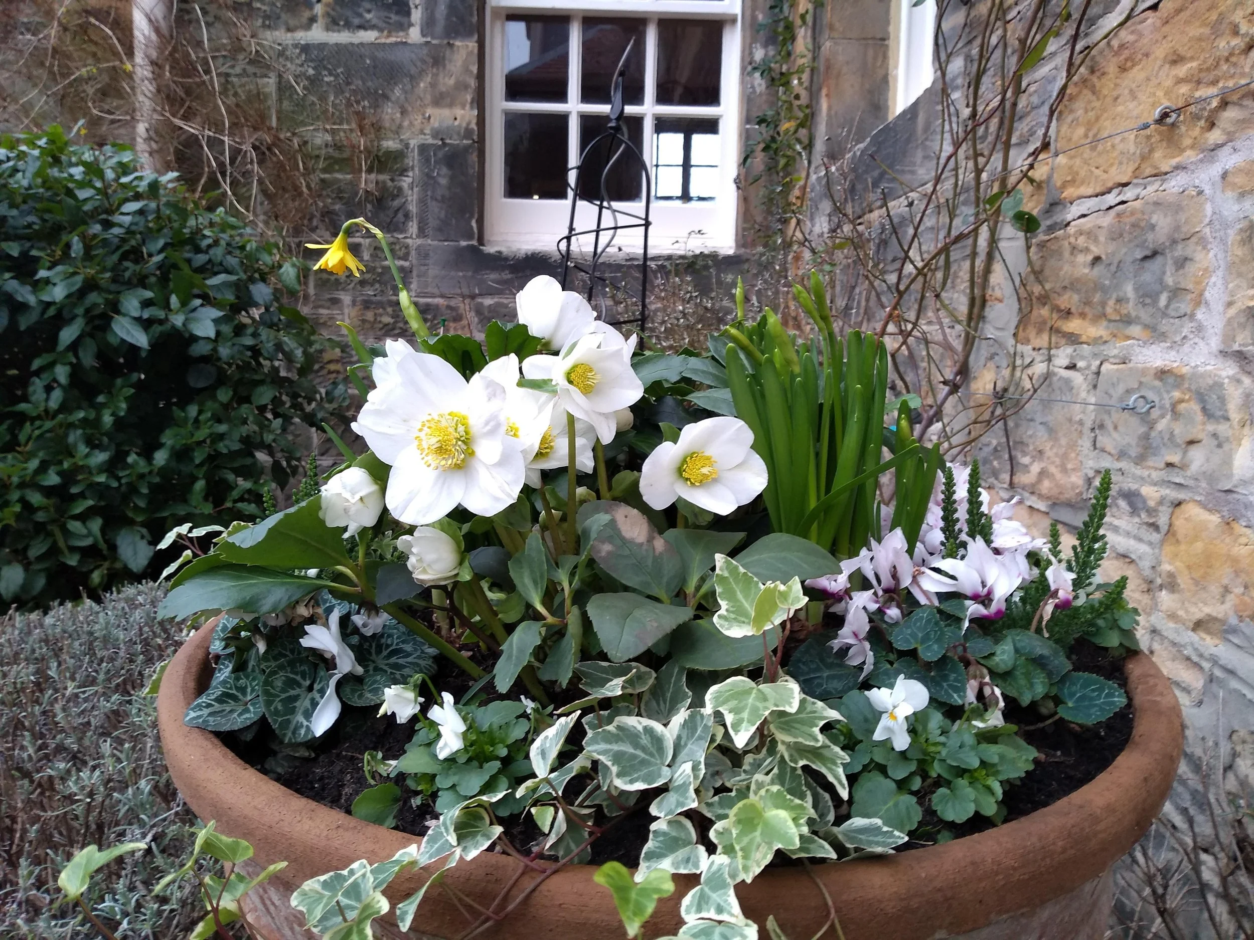 Winter pots.