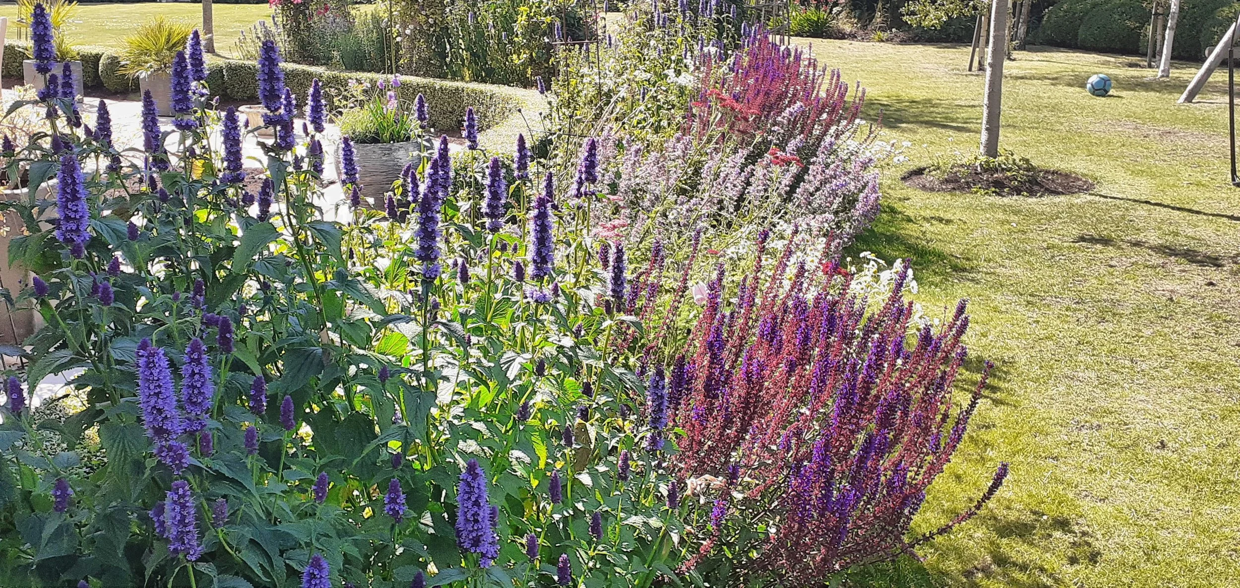 Summer borders