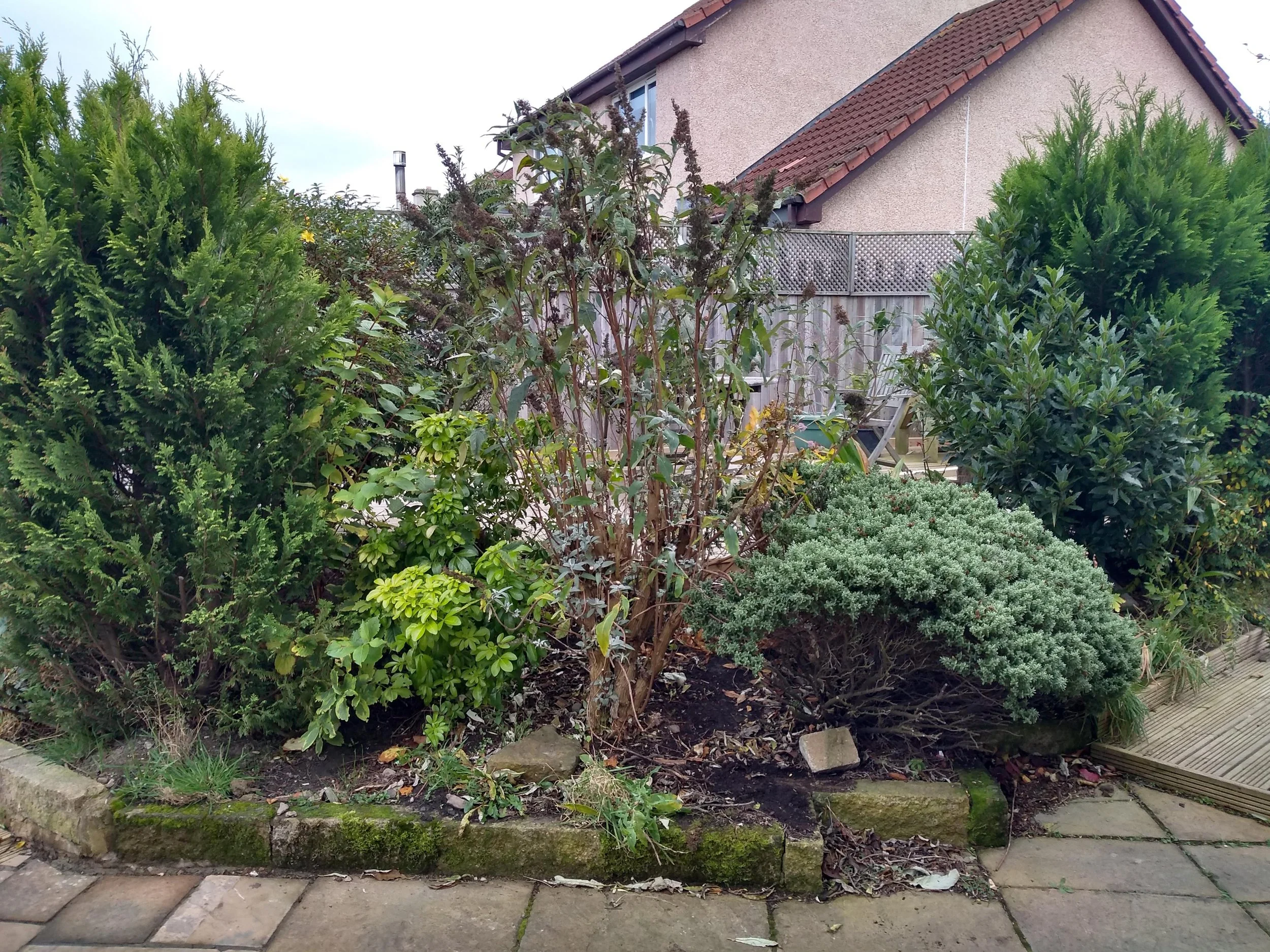 An old overgrown planting bed with large dwarf conifer shrubs.