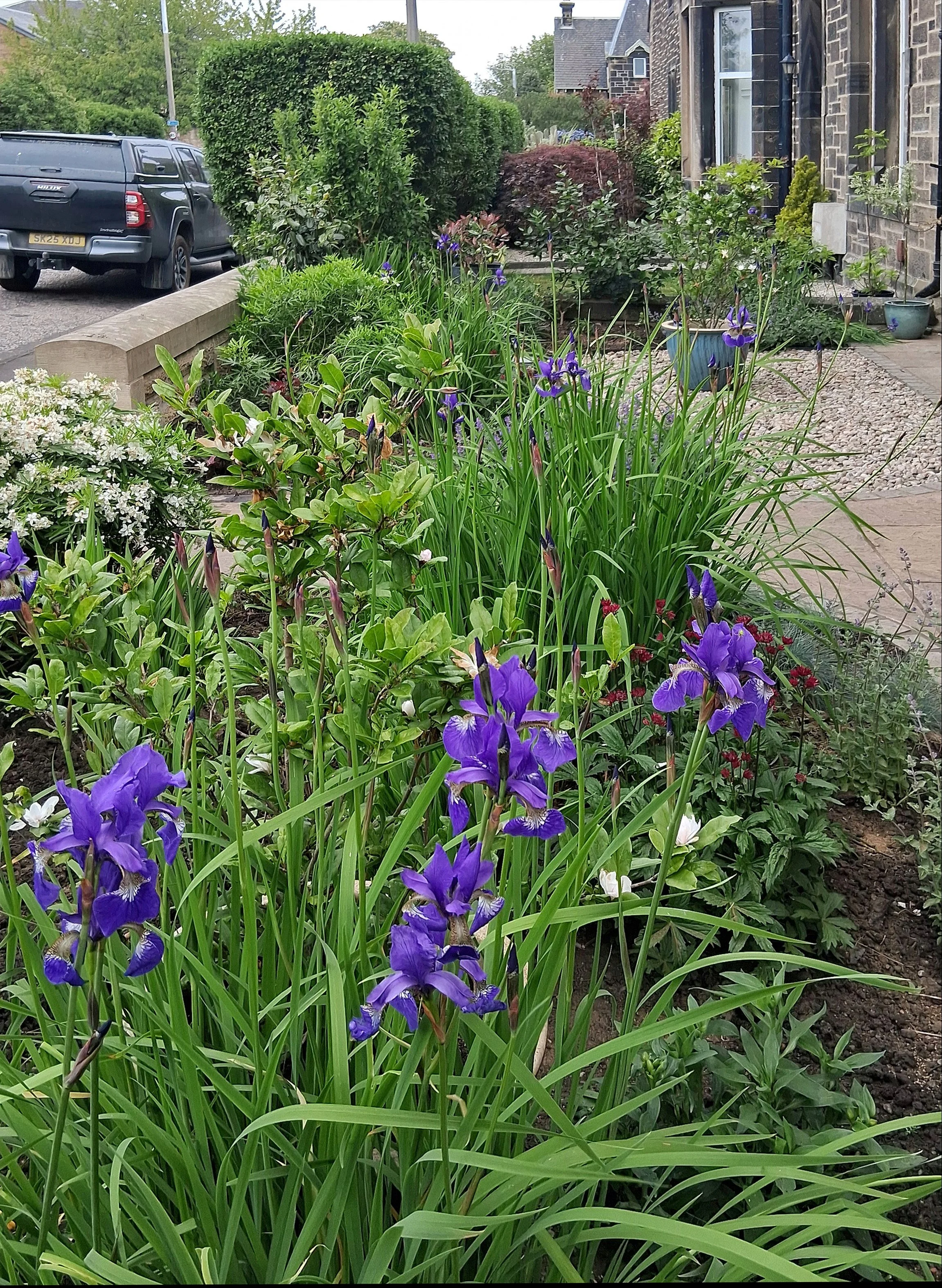 A close up of Iris sibirica.