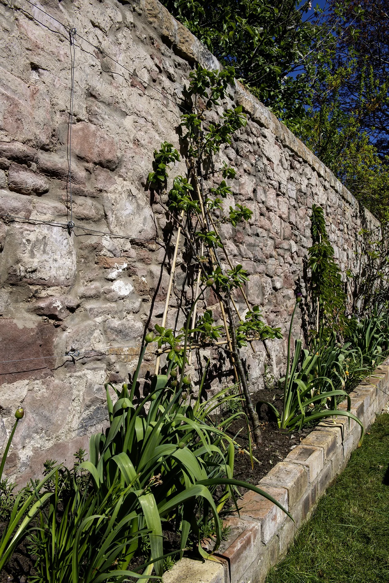 Espaliered fruit trees, trained on a sunny wall in Central Edinburgh.
