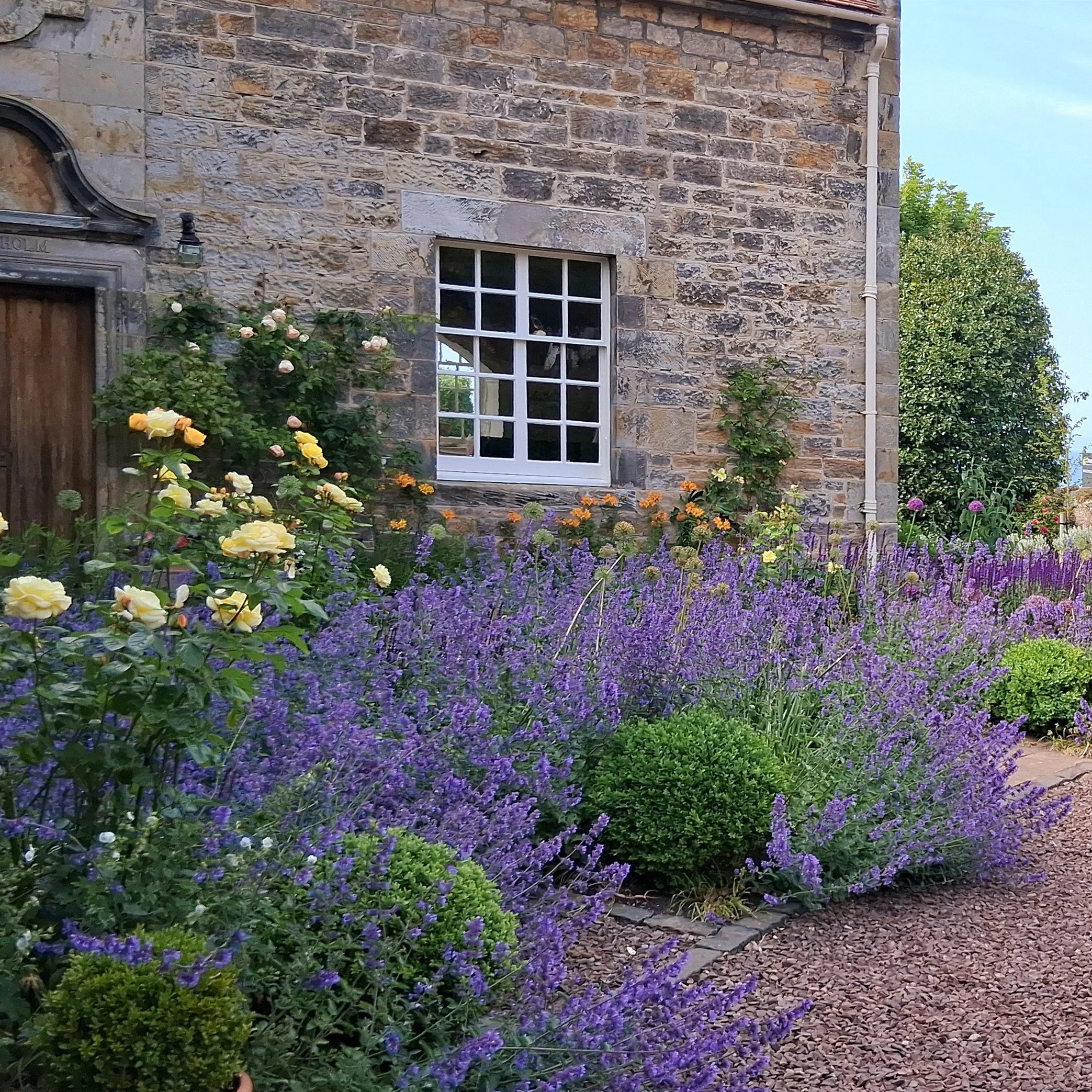 Nepeta 'Walkers Low', Box Spheres, and yellow Roses next to an old stone house.