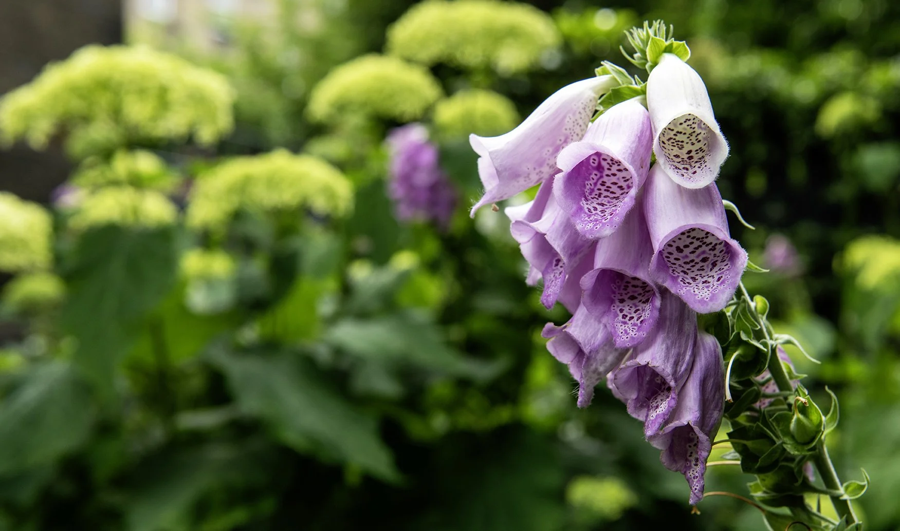 Foxgloves with hydrangeas behind, Edinburgh