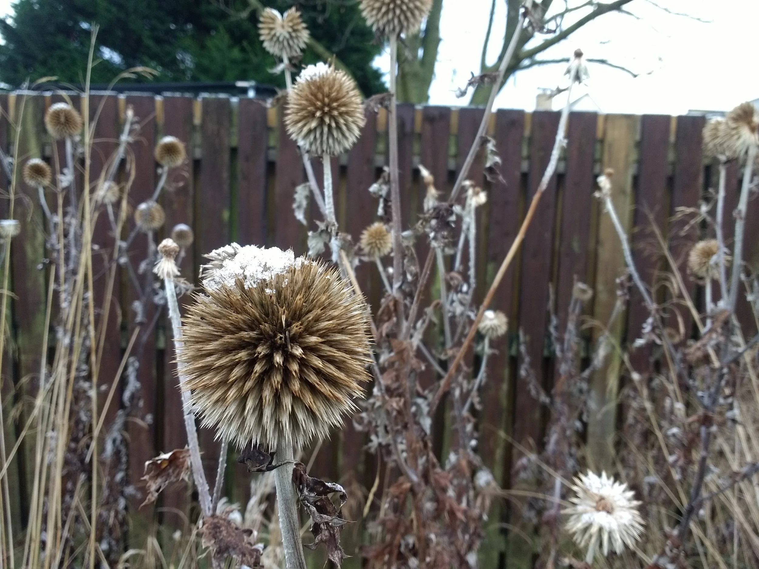 The seedheads of Echinops ritro 'Veitchs Blue' covered in Snow in a garden, Edinburgh.