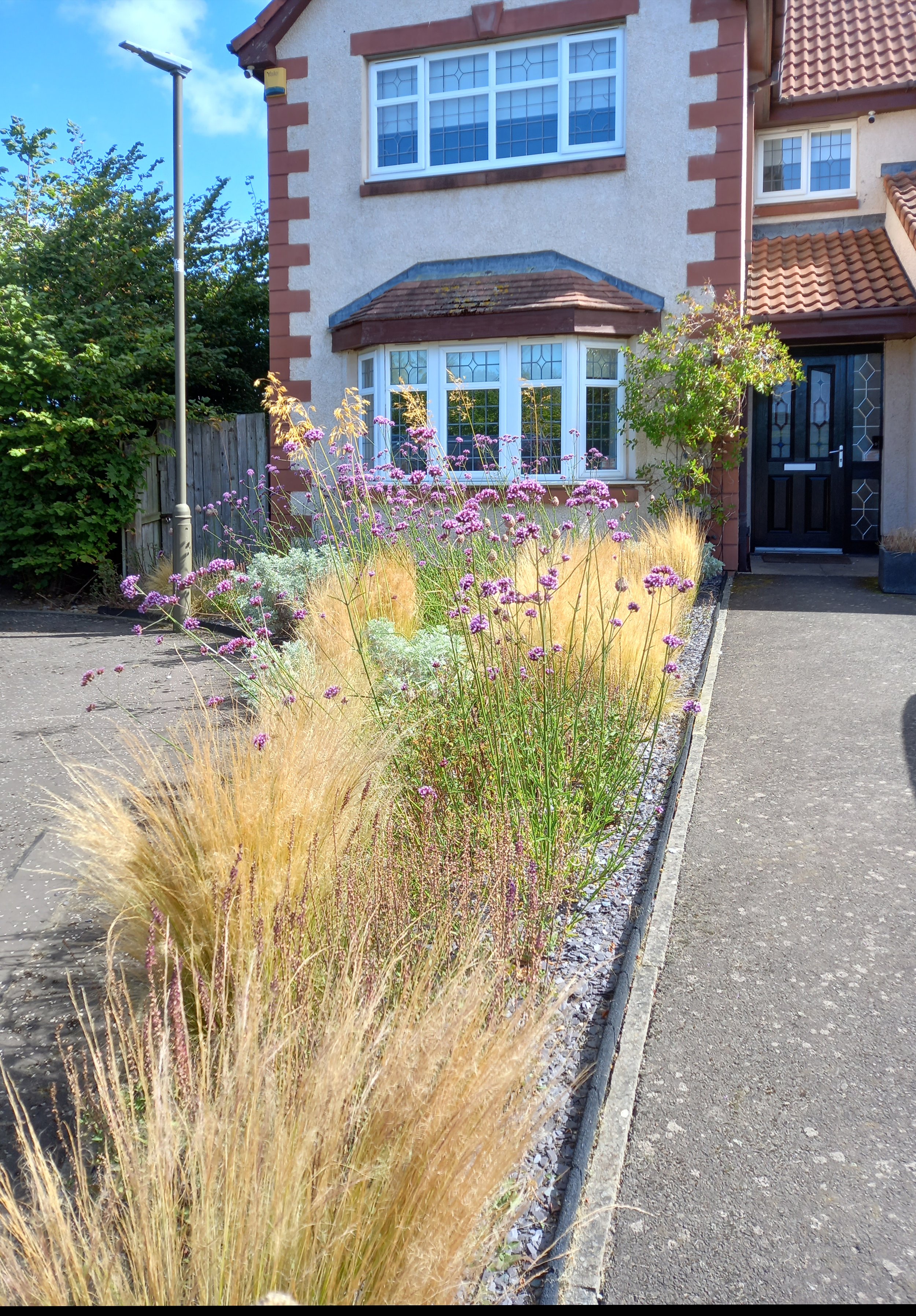 Naturalistic planting bed with Stipa tennuissima, and Verbena bonariensis.