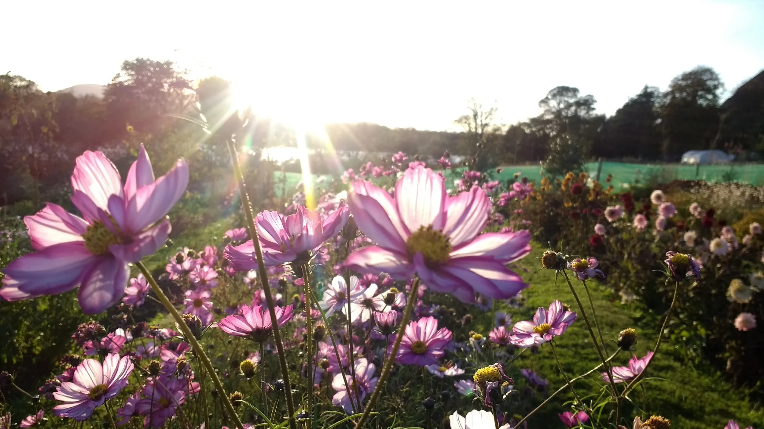 Cosmos growing in a field by Duddingston Loch, Edinburgh.