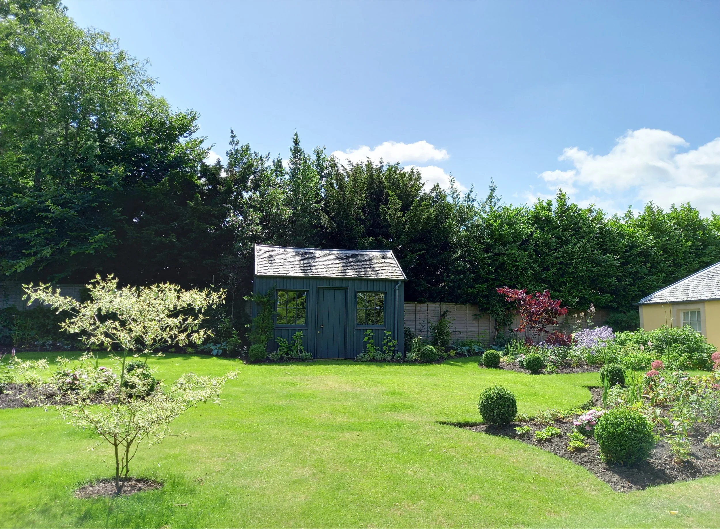 Dark coloured garden shed with a Cornus controversa in front.