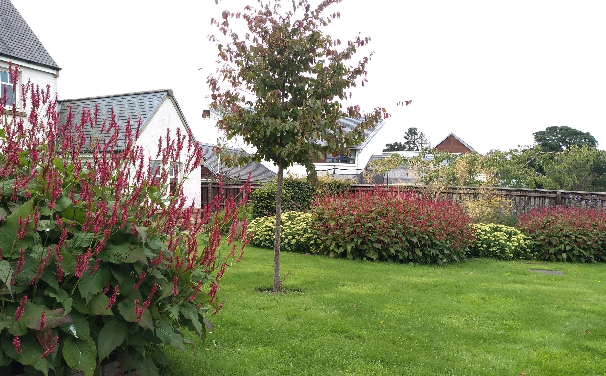 Luxurious planting surrounding a lawn with a central tree.