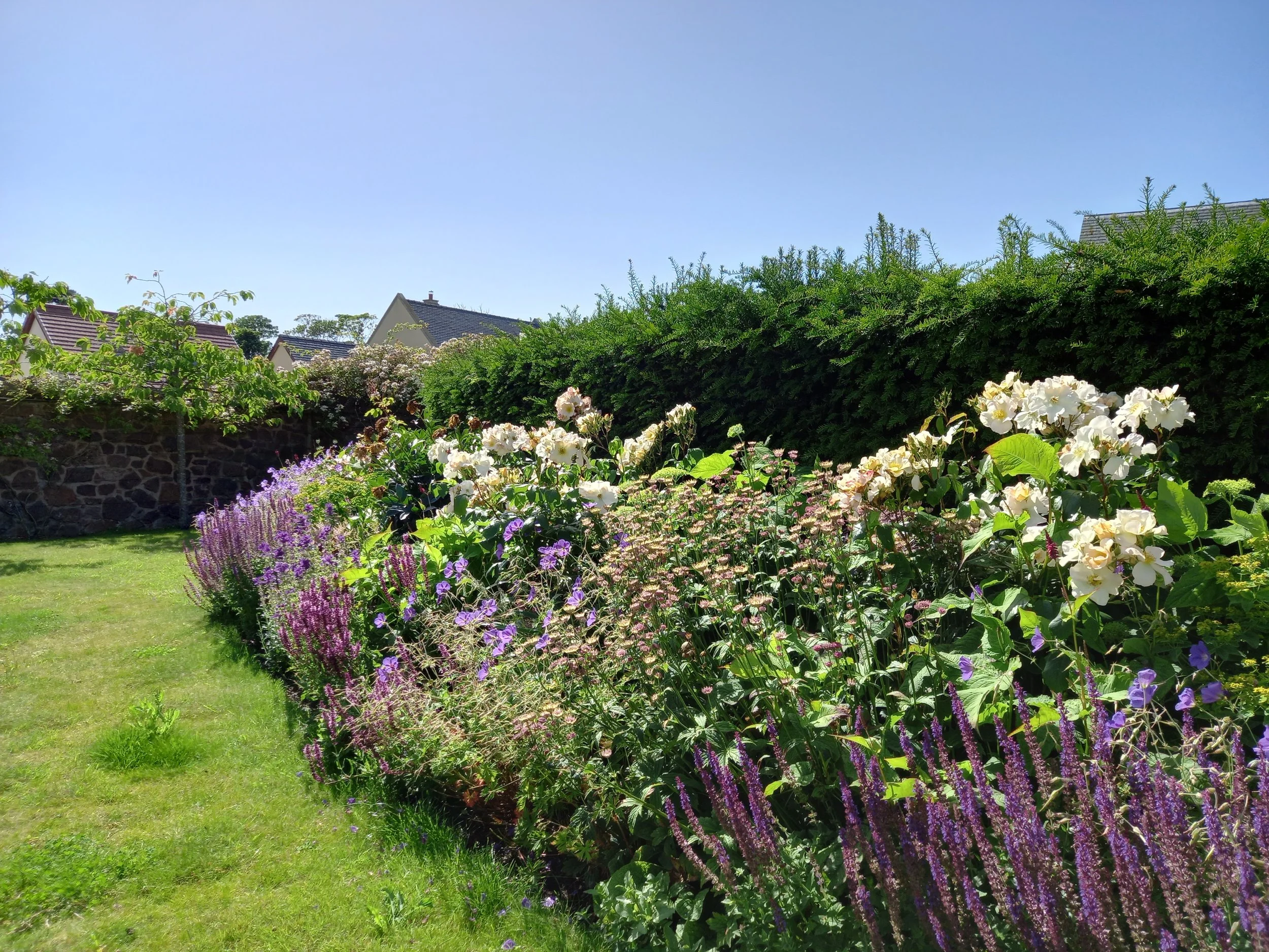 Rose filled Summer border.
