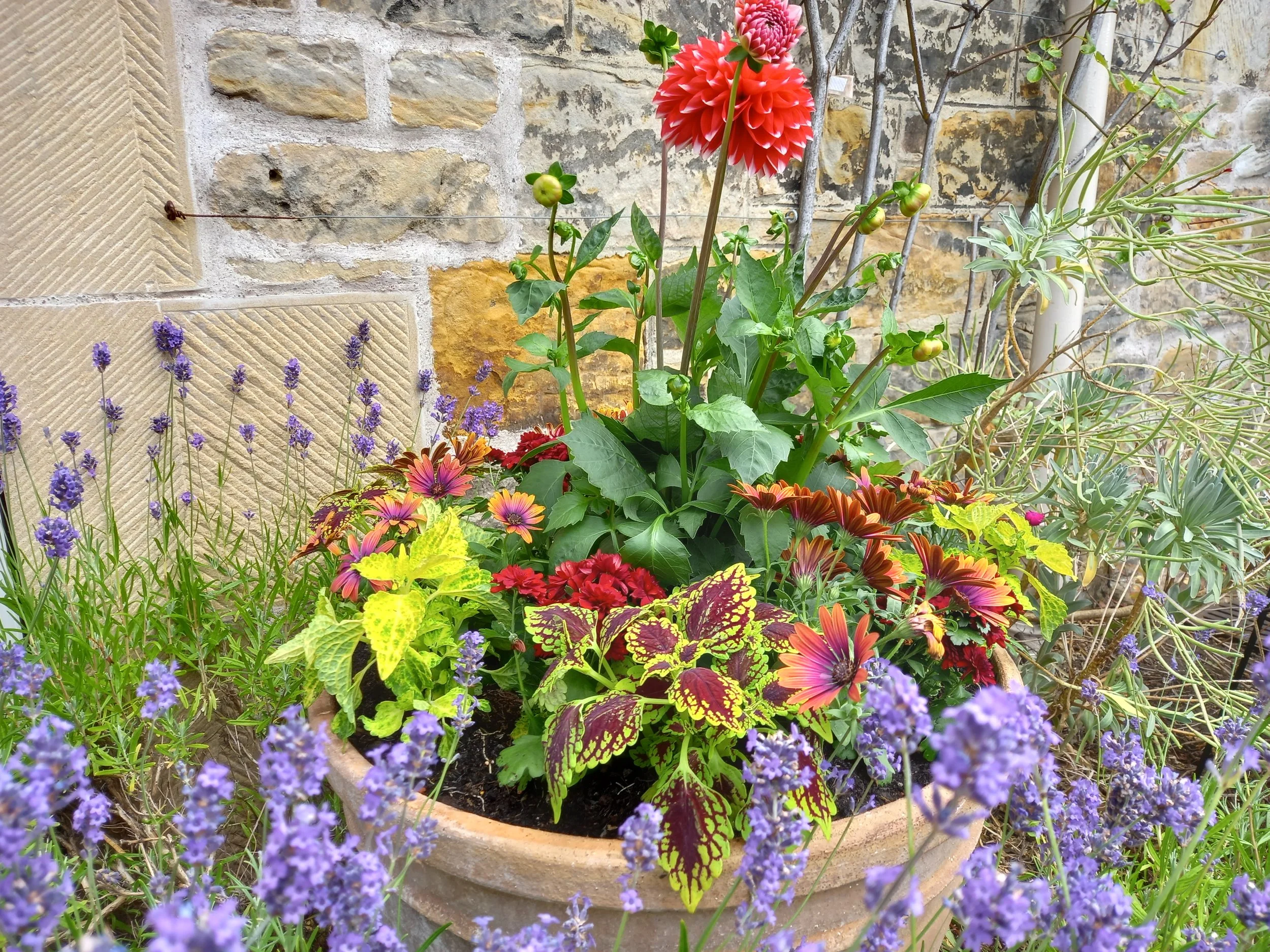 Dahlias in pots with lavender.