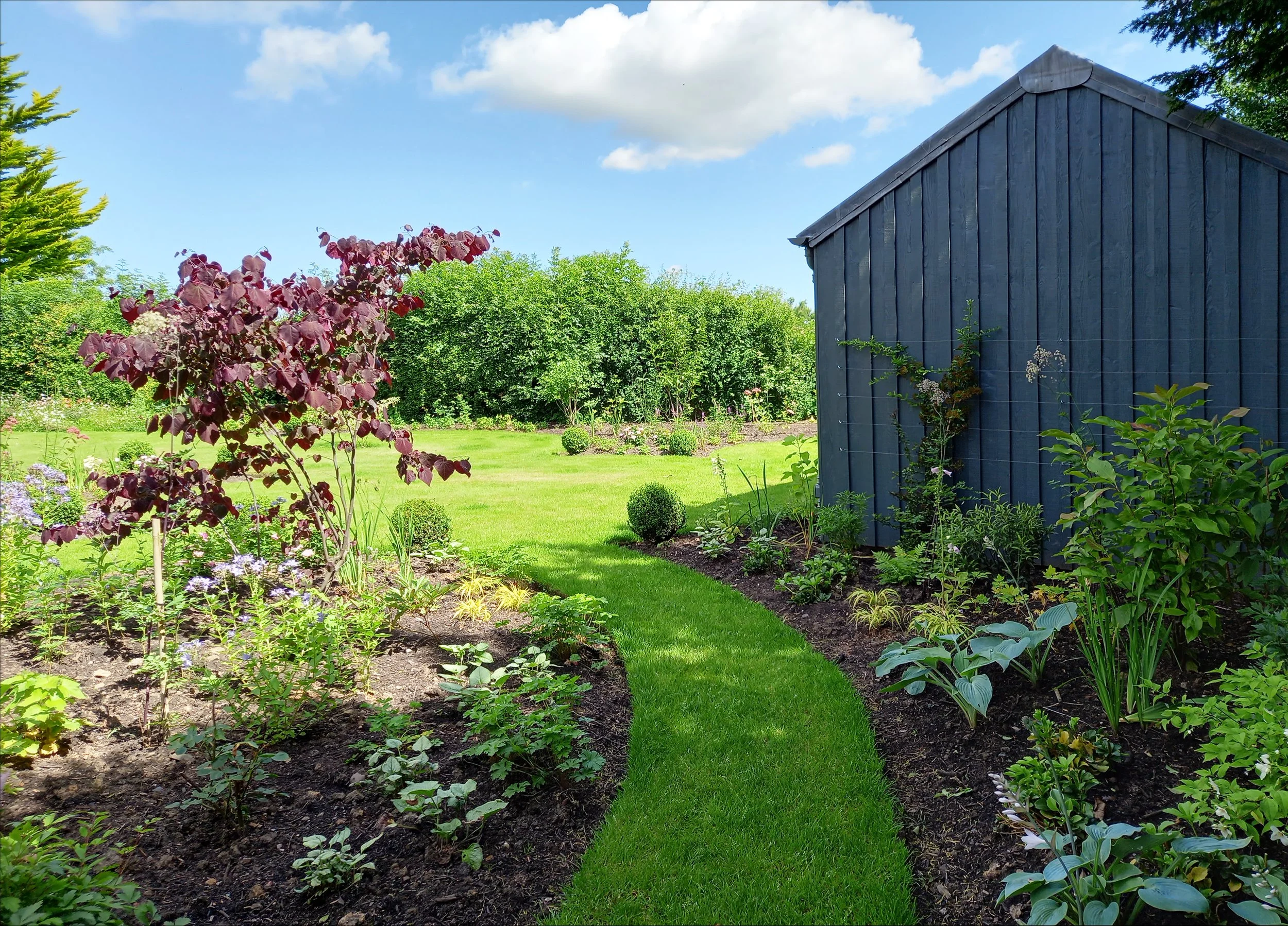 Shady planting coming up the side of a garden shed.