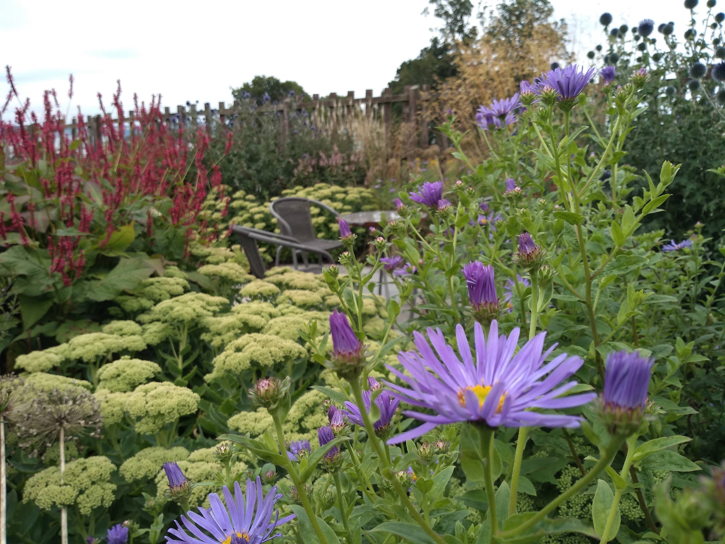 A close up of Aster 'Monch' , Sedum autumnalis and Persicaria amplexicaulis 'Firetail'.