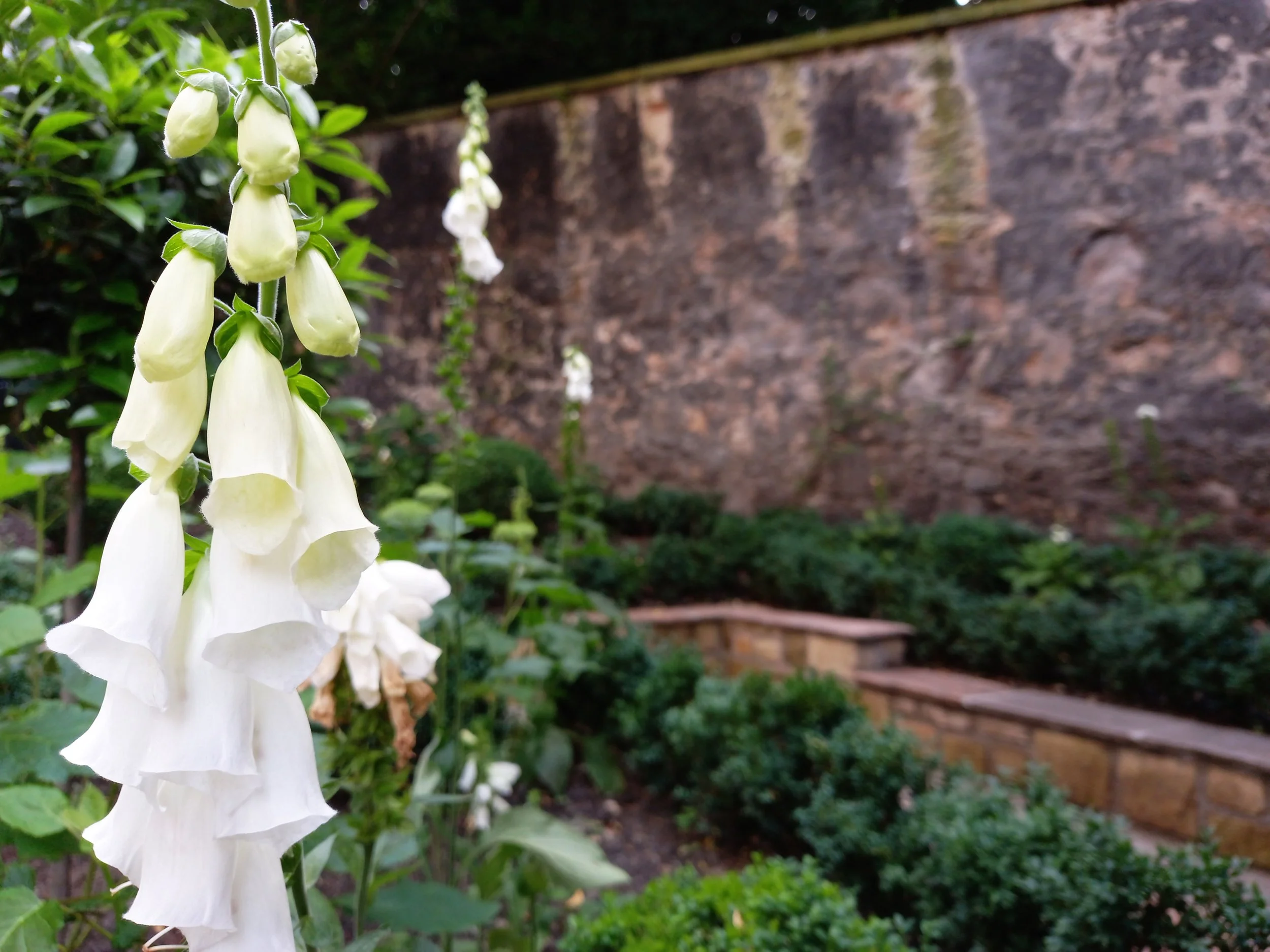 White foxglove in focus, with evergreen box hedging behind.