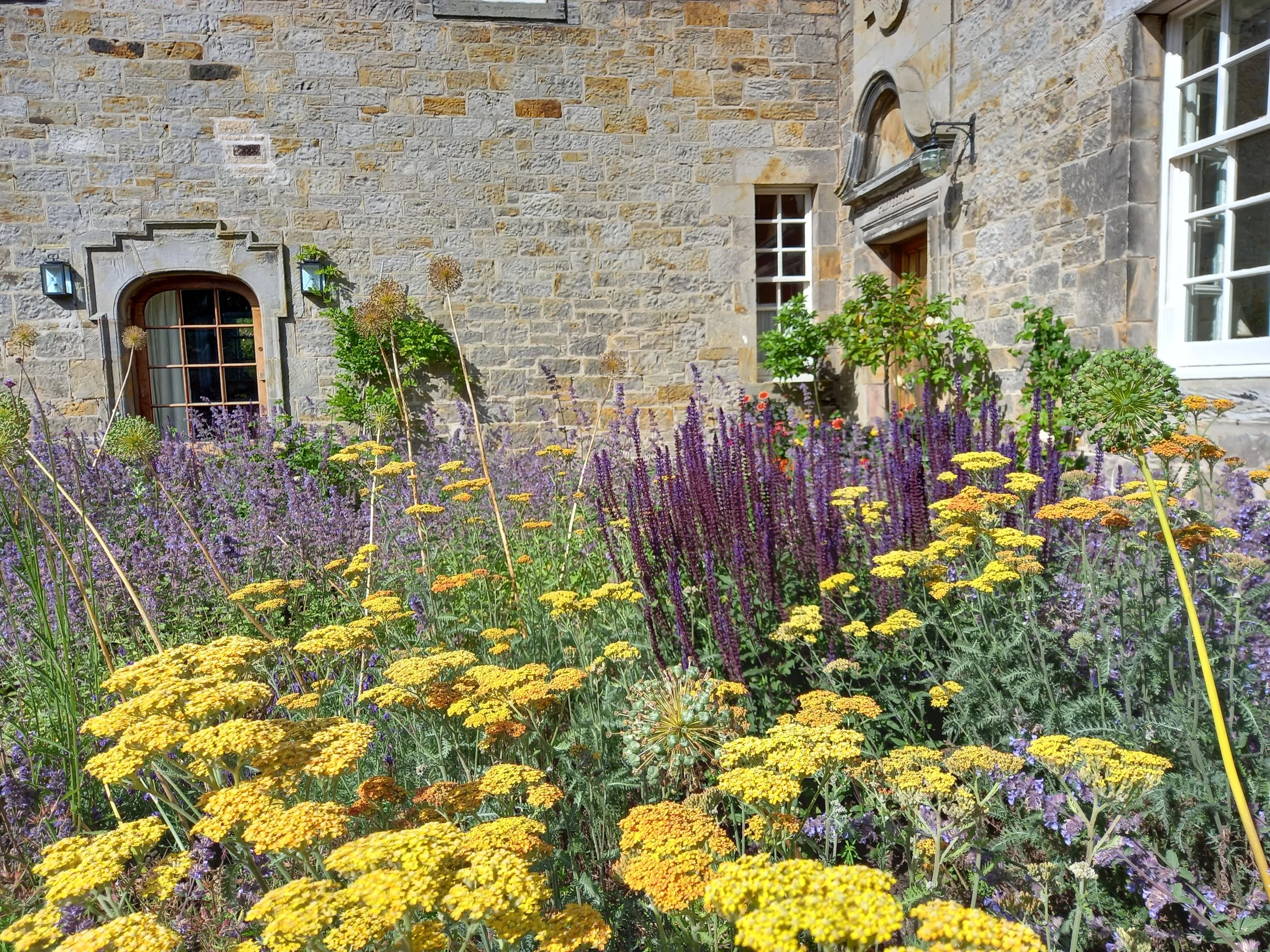 Achilleas and salvias planted together.