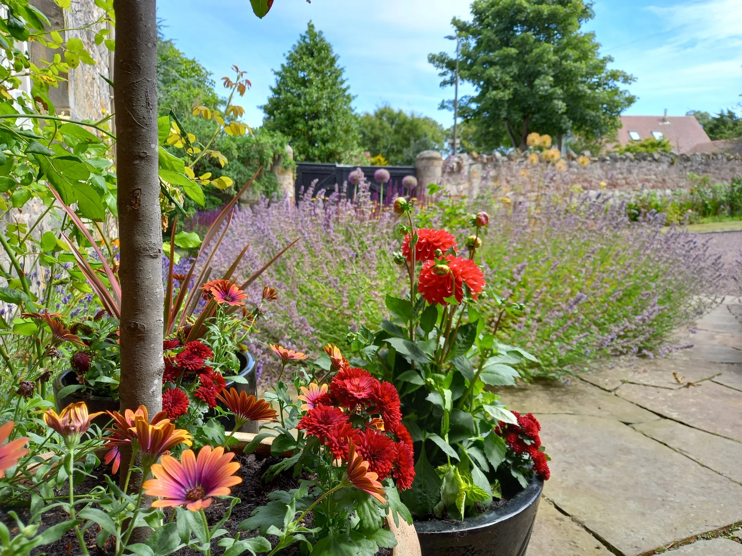 Summer pots with summer planting in the background.