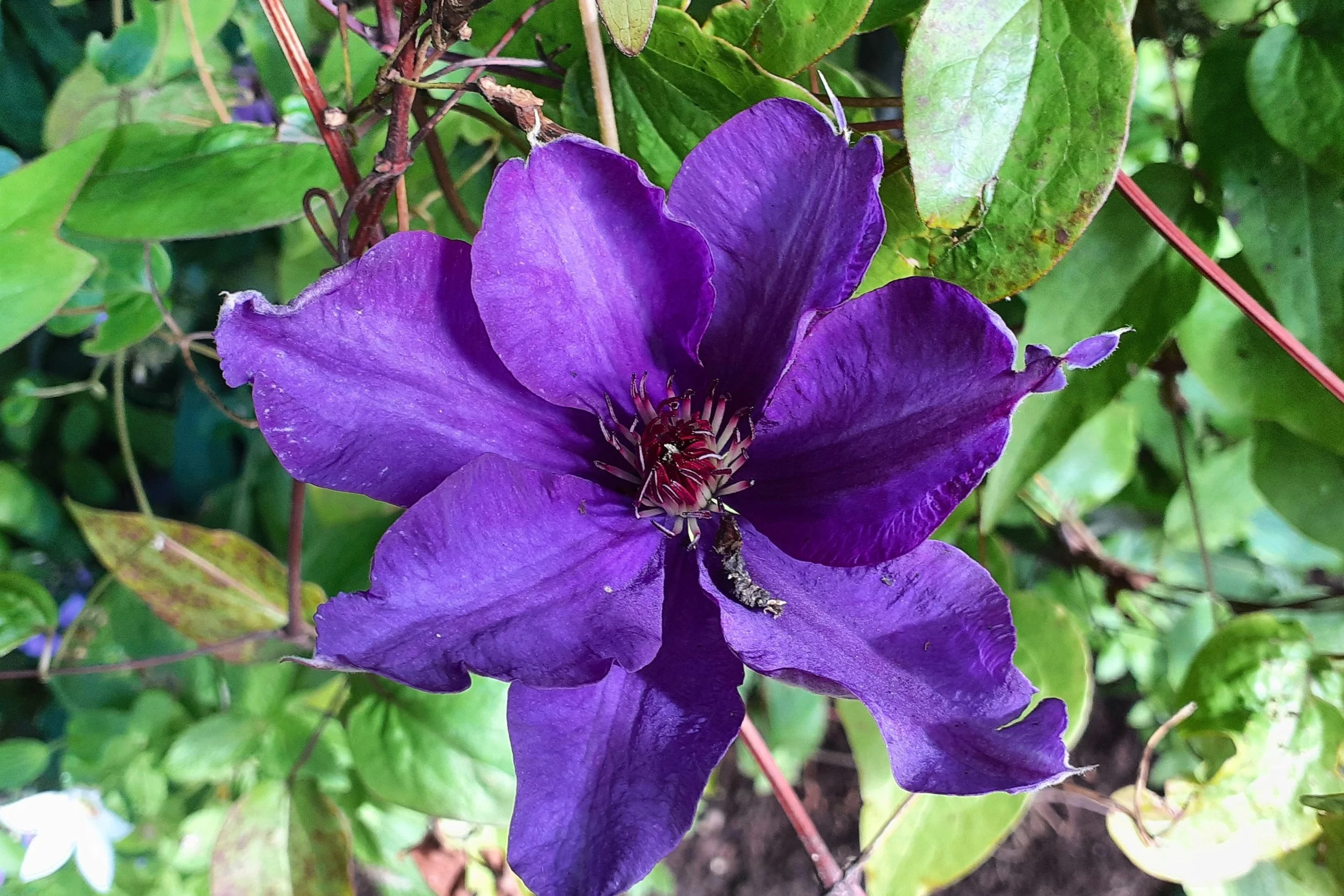 late summer Clematis.jpg
