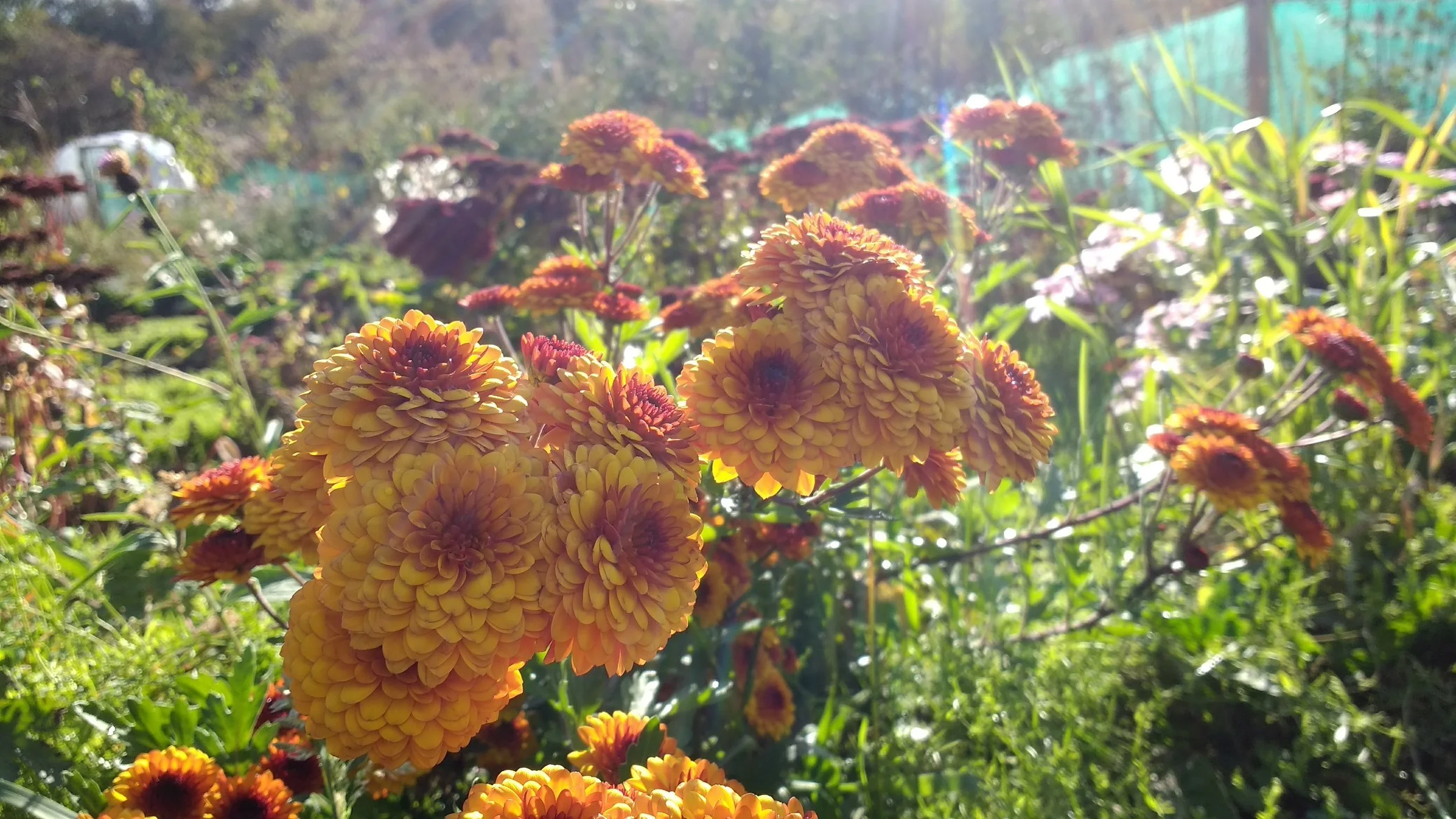 Chrysanthemums growing in a cutflower patch.