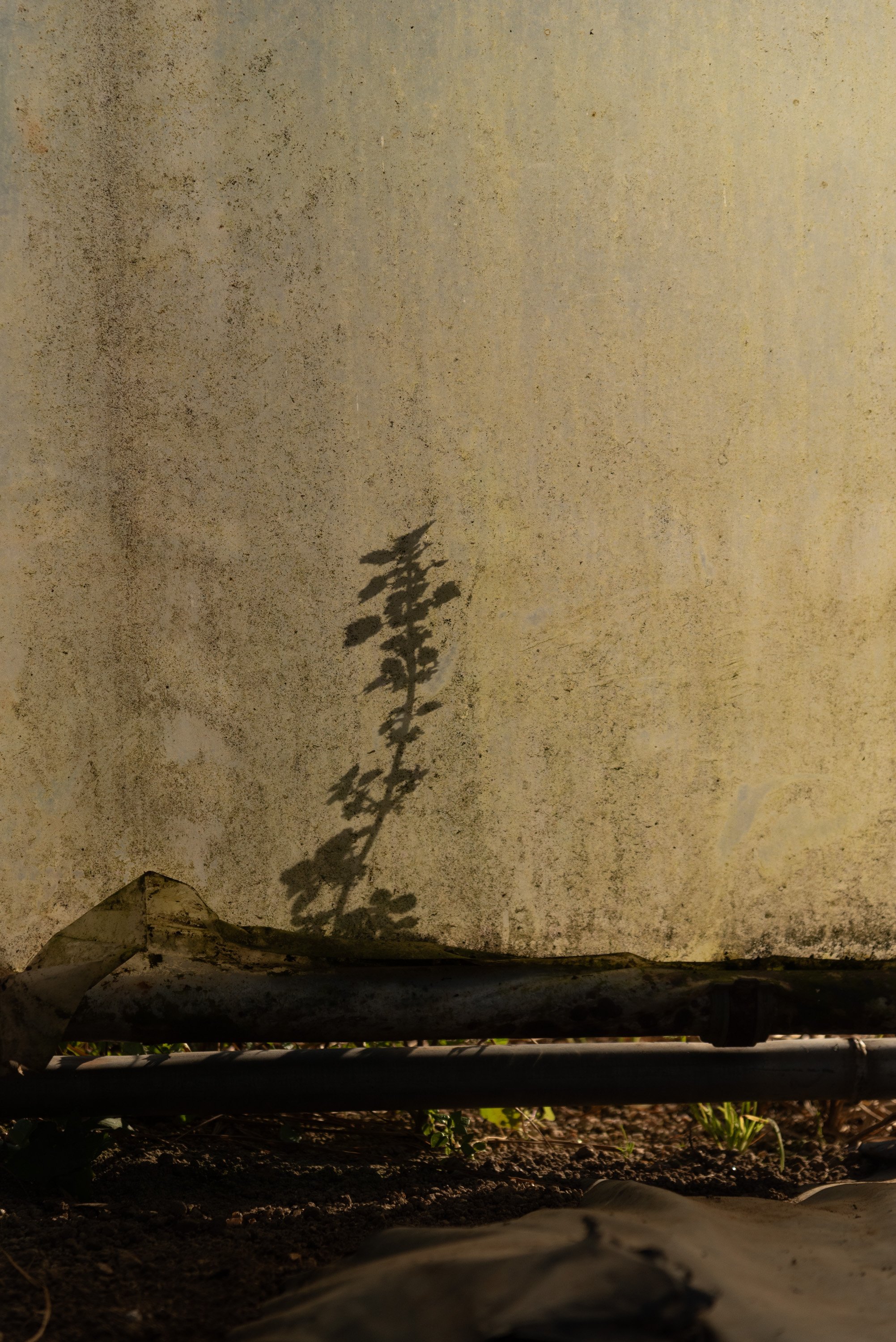 Weed growing outside of greenhouse in the sun.