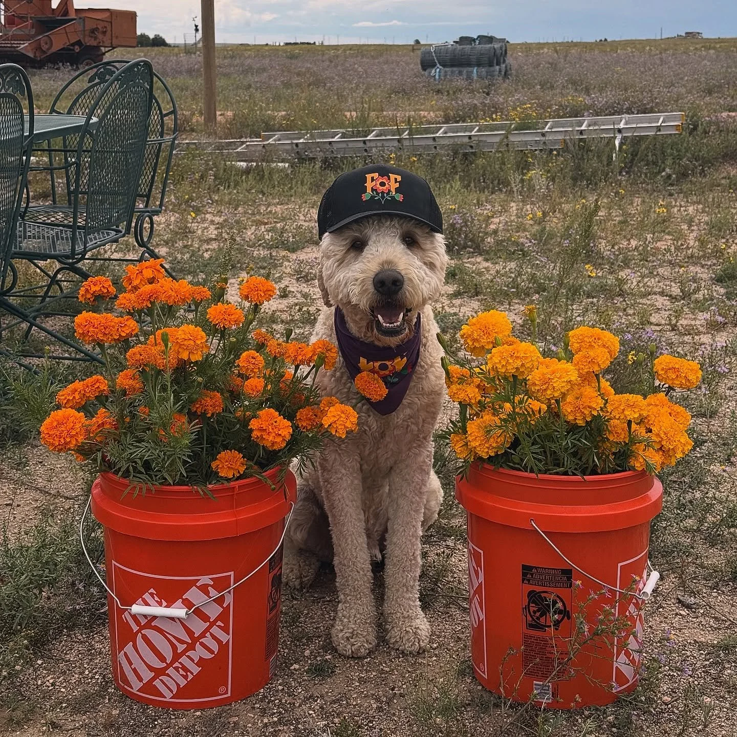 Oat is working his hardest to harvest beautiful flowers for @coloradospringssundaymarket tomorrow! Find us at Acacia park starting at 9am 🧡☺️