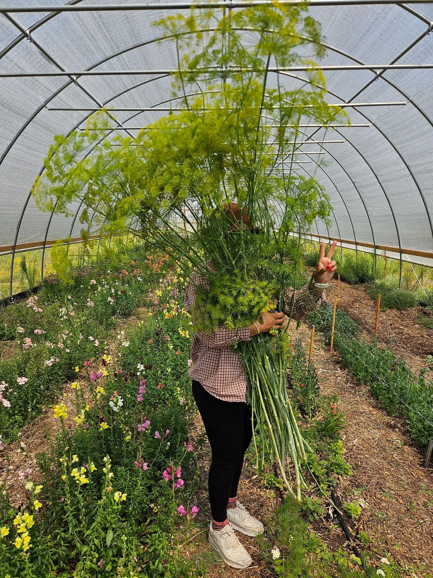 We had these dill trees earlier in the summer and I&rsquo;m determined to do an installation with them next season lol they&rsquo;re HUUUGE!