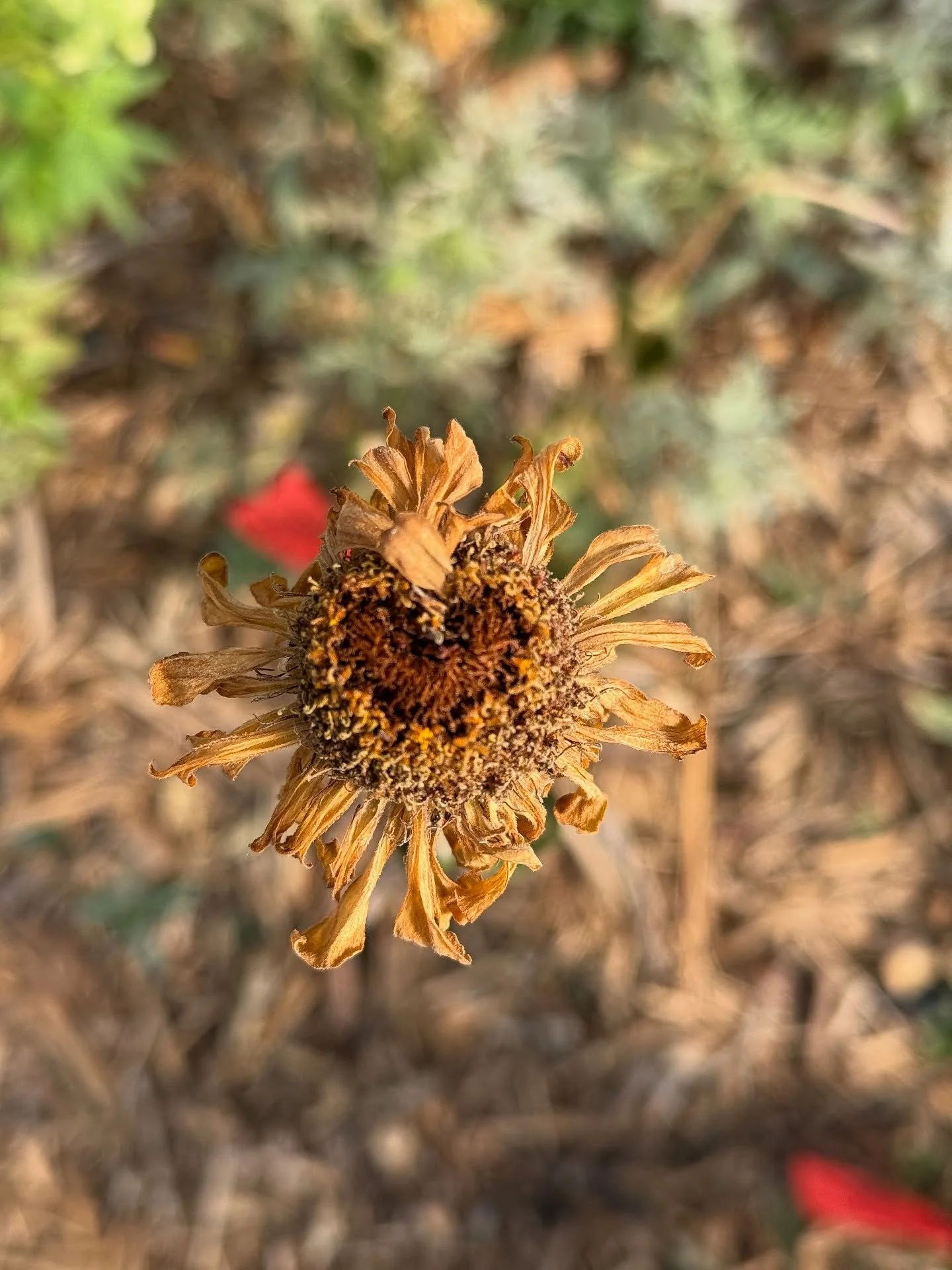 About a week ago we got our first frost on the farm and it&rsquo;s always surprising to me how quickly the plants go- just a few days before everything was in a full flush of color. Seed heads are drying, tubers will be stored, and I&rsquo;m going to
