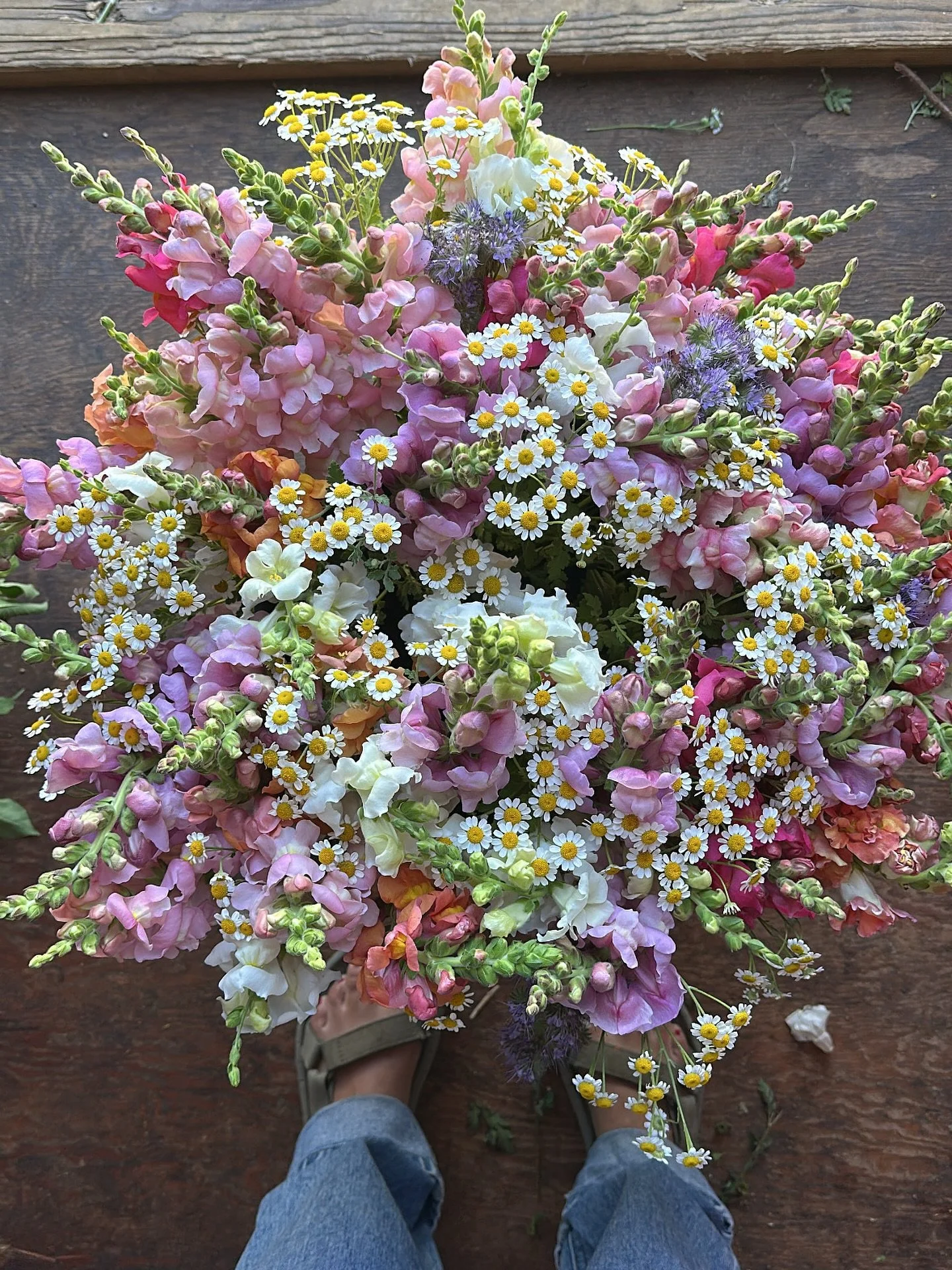 One of my favorite mixes from this year was probably the simplest early spring combo - snapdragons, feverfew, and phacelia. I still think of these. 
.
.
.
.
.
.
.
.
.
.
.
.
#flowerfarm #coloradofarm #localflowers #weddingflowers #coloradospringsflori