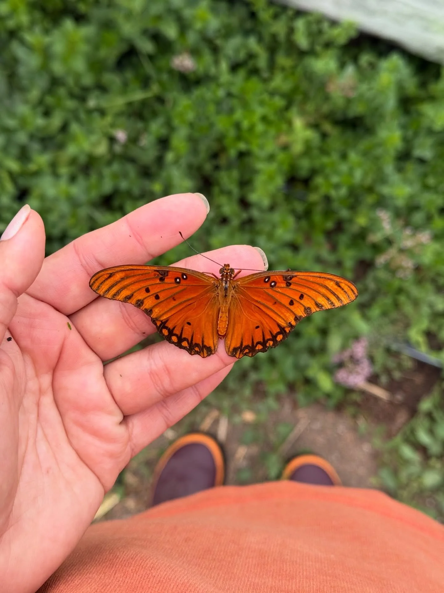 Man.. what an overwhelmingly busy year for me on the farm. This summer I was at @newrootsfarmllc in Ca&ntilde;on City working with veggies, at our farm in Peyton working with our flowers and then doing markets in the Springs. We got rain most Wednesd