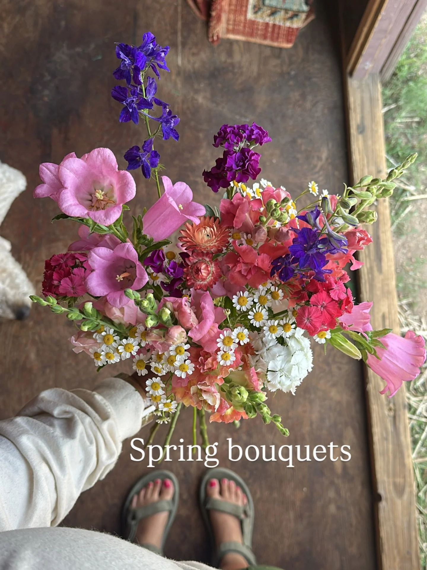 The first flowers of the season on the farm are my favooooorrrite - campanula, stock, feverfew, dianthus, delphinium 😍 after the cool winter nights we expect these to come in during June for us. If you want your hands on our first and best flowers, 