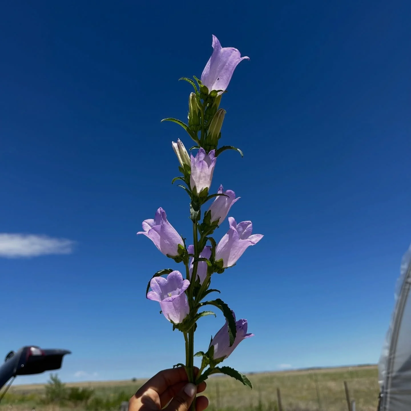Really excited for our campanula this season! The lavender in particular always takes my breath away. It&rsquo;s almost an electric feel I love it. Find these beauties in our CSA bouquets for the spring! 🌸 subscription info is on our website through
