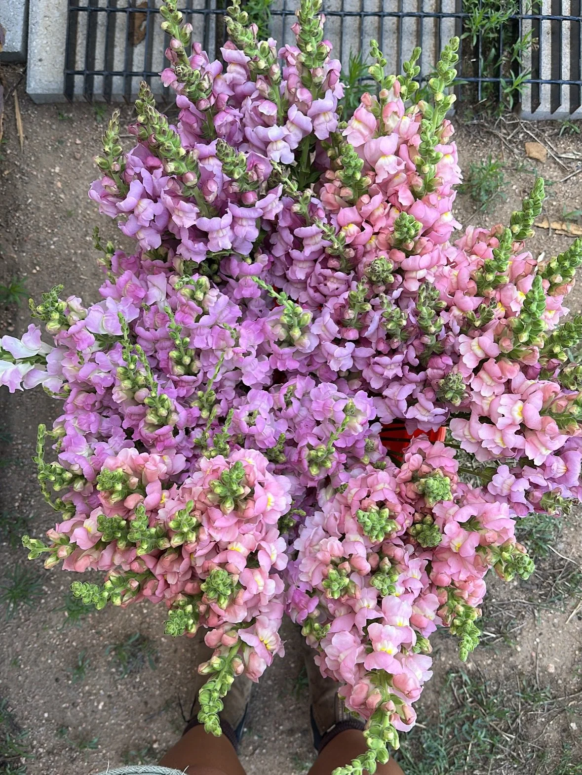 Snapdragons are one of my main crops, obv. I am obsessed with them, also obv. They&rsquo;re the first crop I plant out in the spring and usually some of the first to bloom on the farm. My favorite are the open faced frilly gals like Chantilly and Mad
