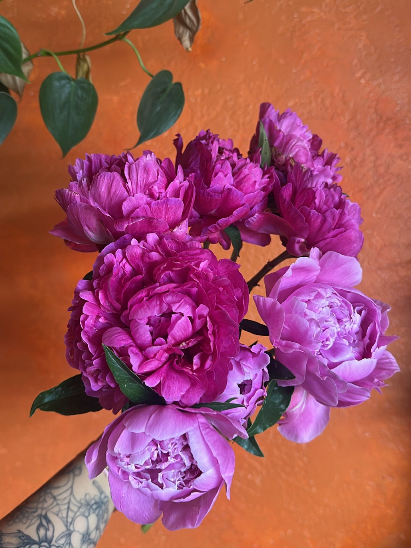 Peony shrubs are waking up on the farm and I can&rsquo;t wait to smell these again. DEEP in my nostrils girl, flower season is when I thrive.