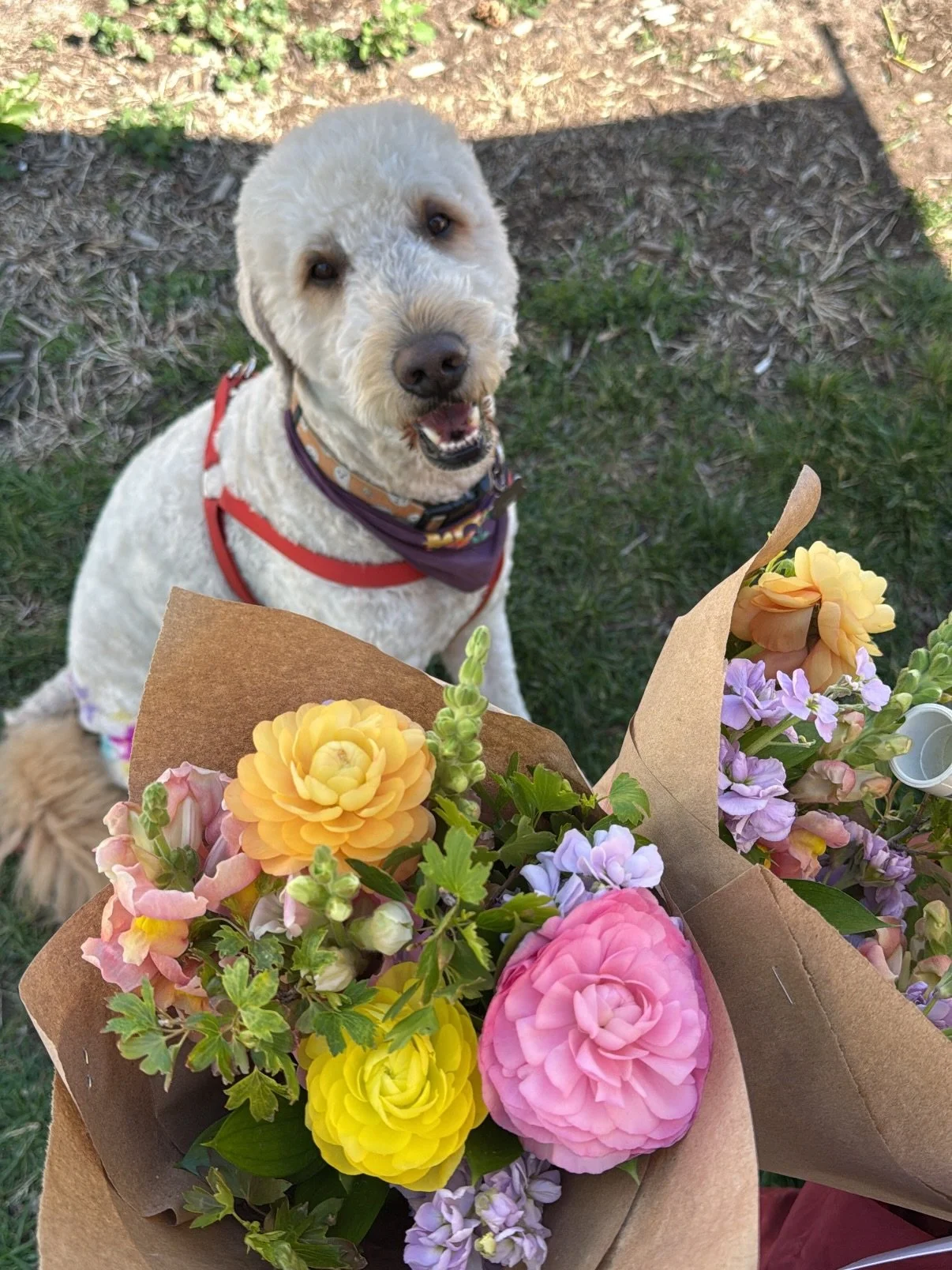 May was soooo full! Oat celebrated his 5th birthday, I got to surprise my mom for Mother&rsquo;s Day for the first time in like 5 years (lots of tears), one of my nieces graduated, WE ADOPTED KITTENS!! markets started, concerts, friends, flowers. SAU