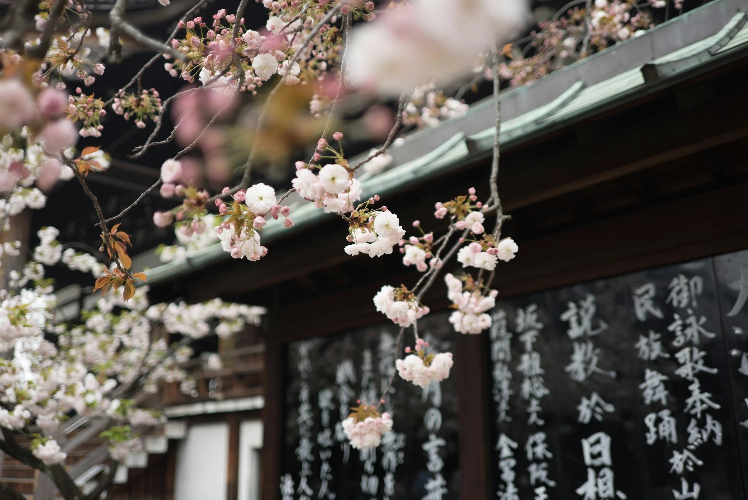 Pink and white cherry blossoms in bloom hanging from tree branches in front of a traditional Japanese building with black wooden walls and white Japanese calligraphy.