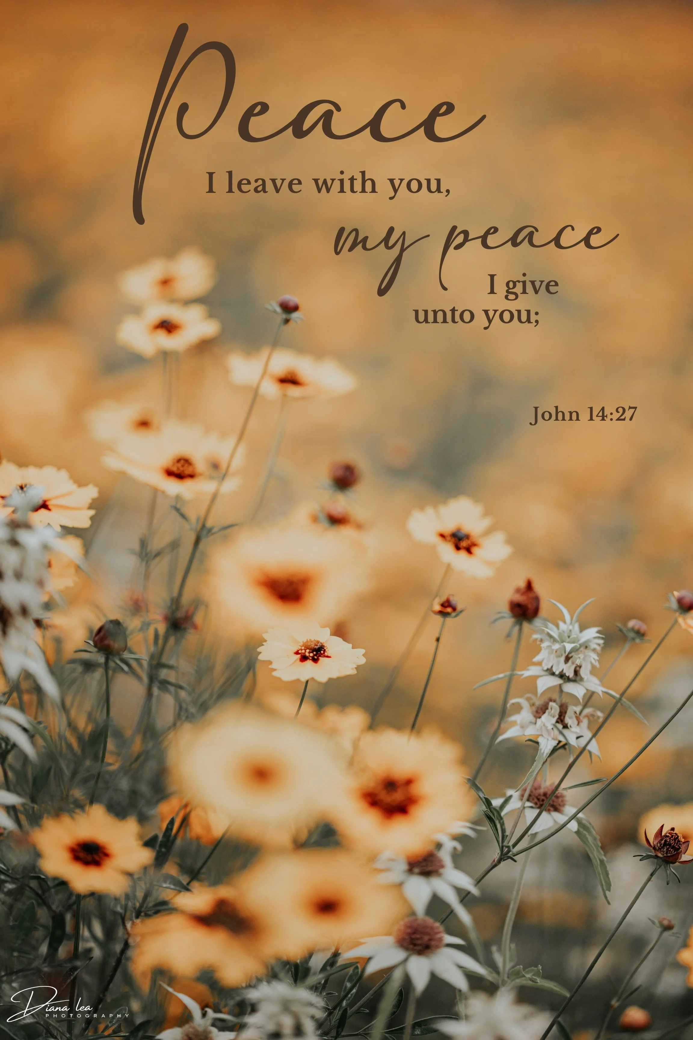 A nature scene with yellow and white flowers and an inspirational biblical quote from John 14:27 about peace.