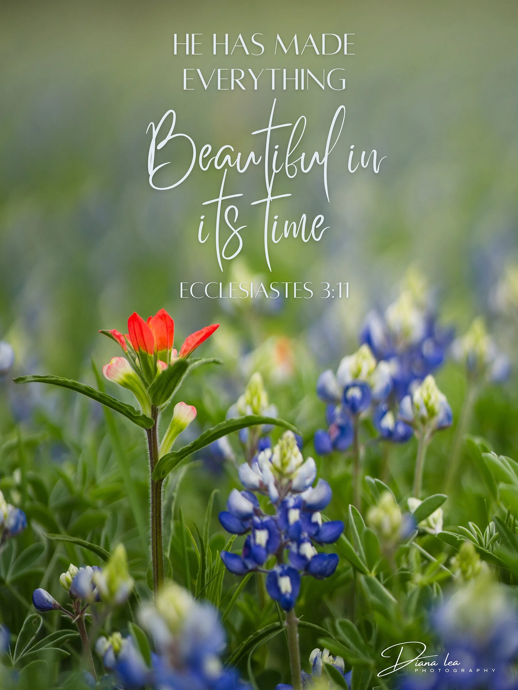 Colorful flowers, including a red and pink blossom and bluebonnets, with a Bible verse from Ecclesiastes 3:11 overlaying a blurred green background.