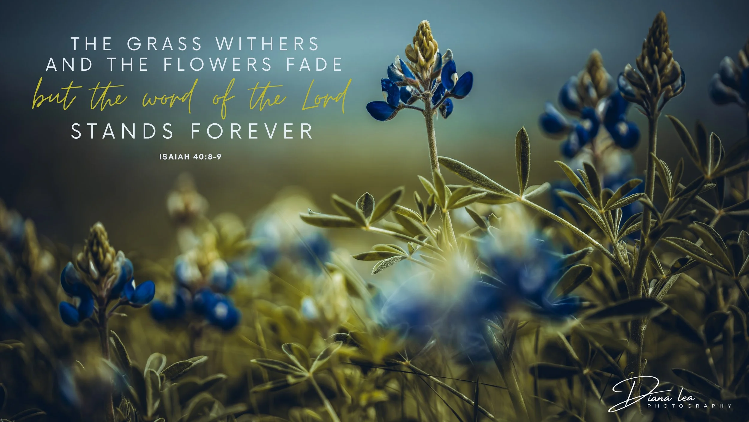 A field of blue wildflowers with a motivational quote overlay. The quote reads, "The grass withers and the flowers fade but the word of the Lord stands forever," from Isaiah 40:8-9. The text is styled with a combination of white and yellow fonts on a blurred natural background.