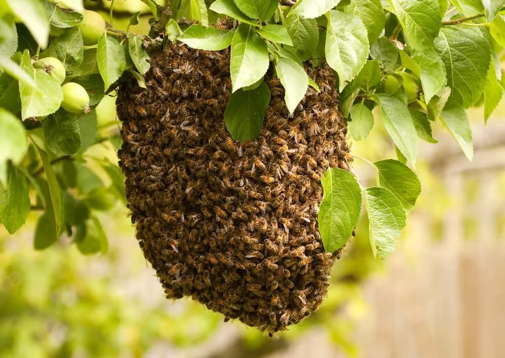 Bee Swarm in the Garden? Don't Spray It! Call a Specialist