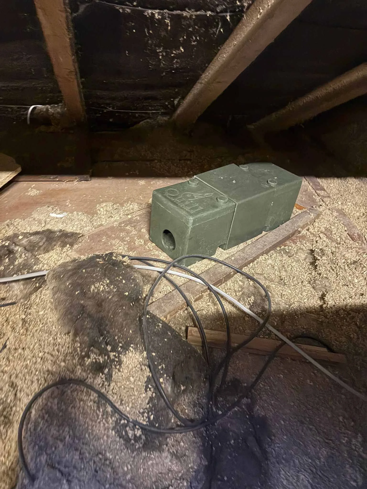 Grey squirrel caught in humane cage fenn trap in loft during squirrel pest control in Essex